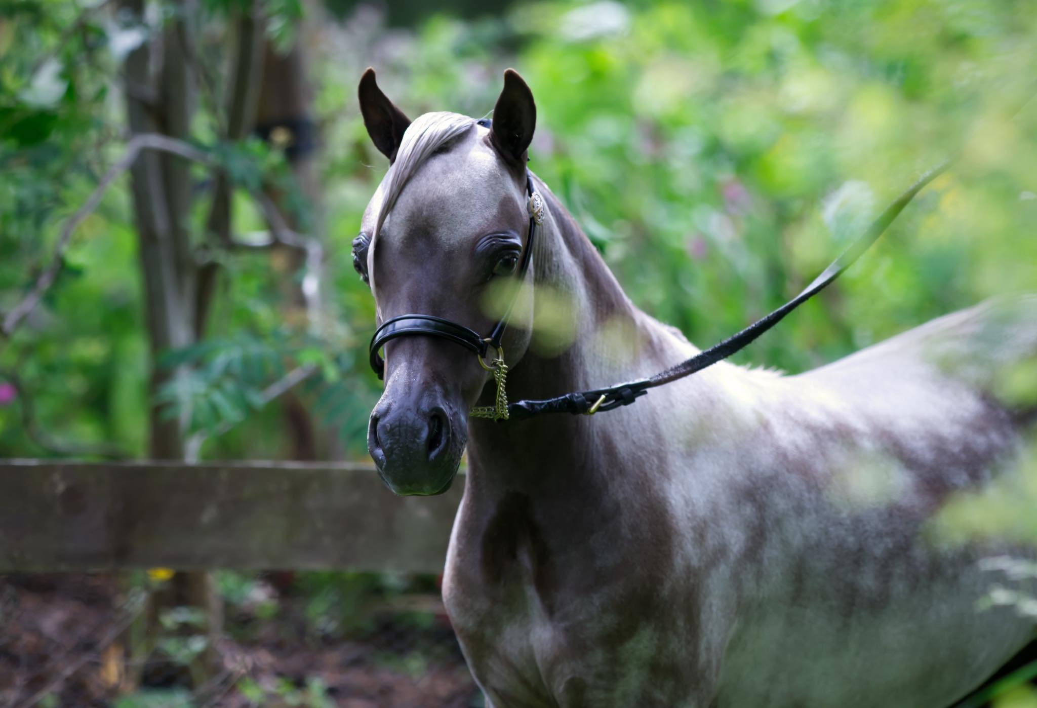 Horse gallery photo 9