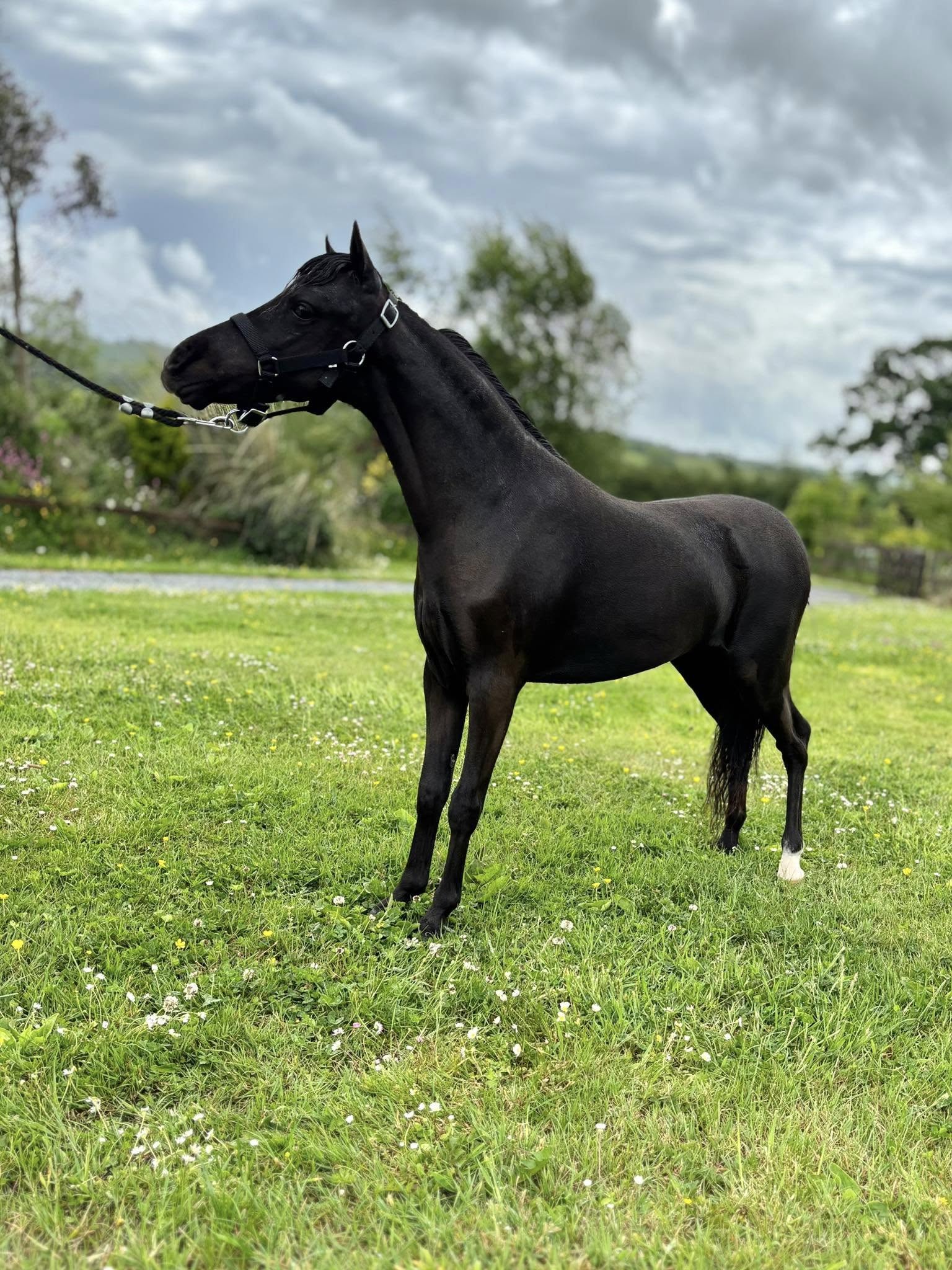 Horse gallery photo 2