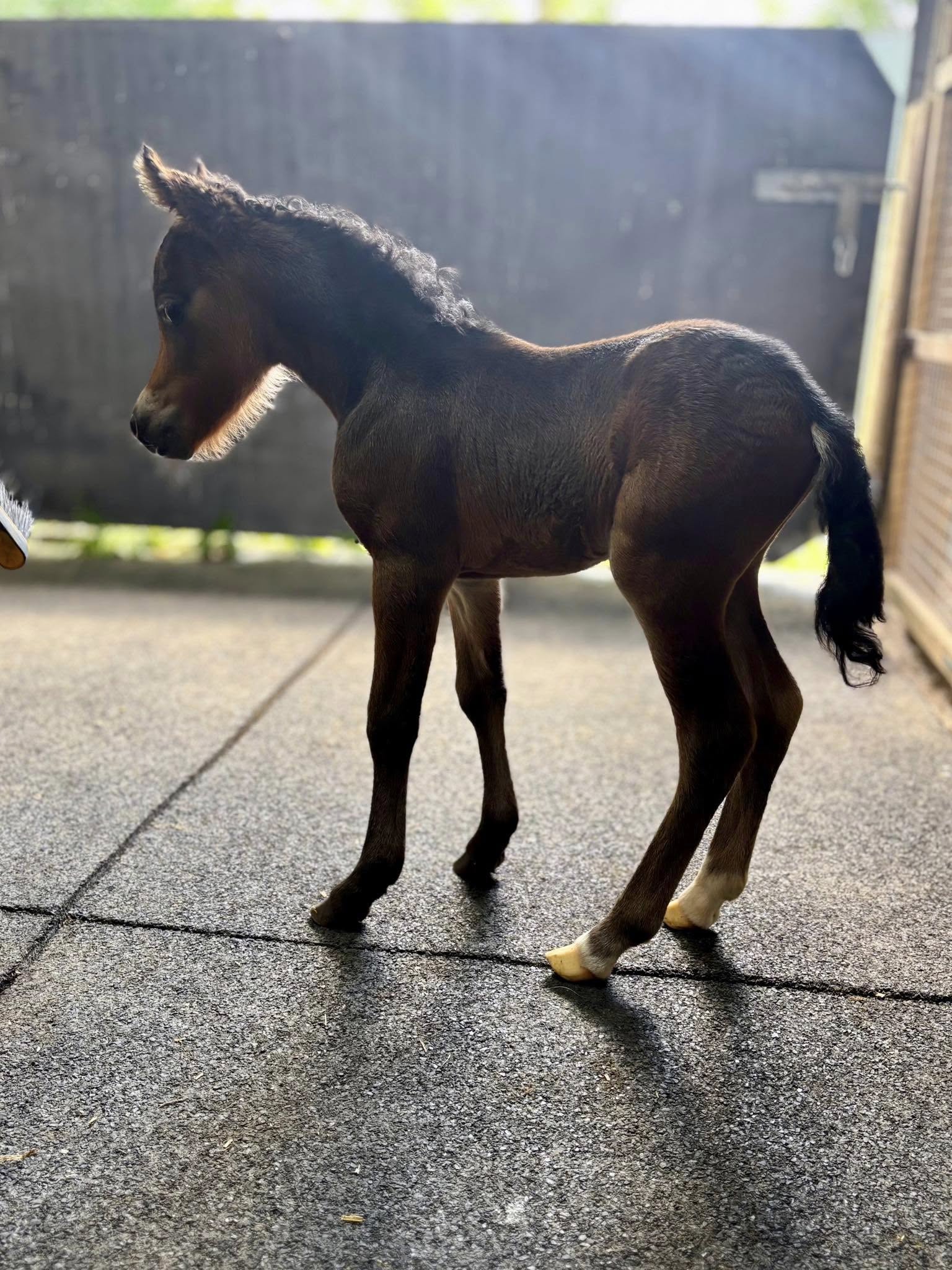 Horse gallery photo 3