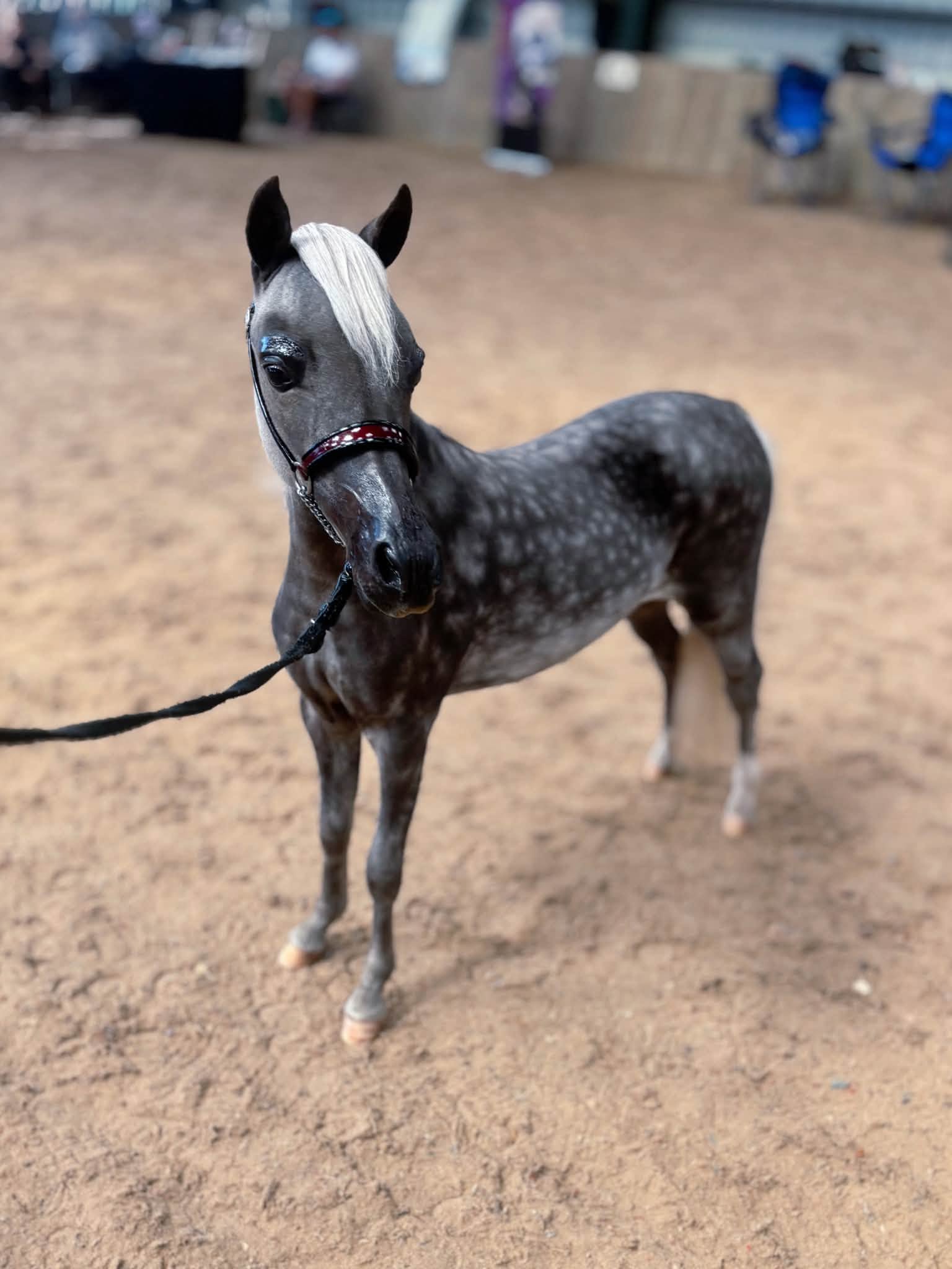 Horse gallery photo 6