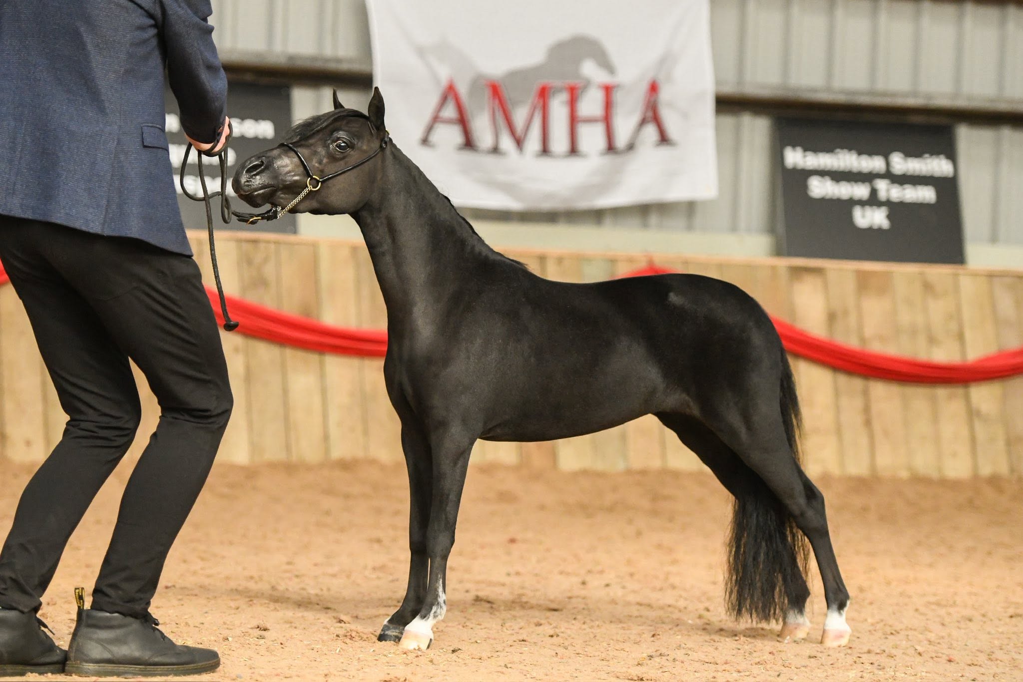 Horse gallery photo 3