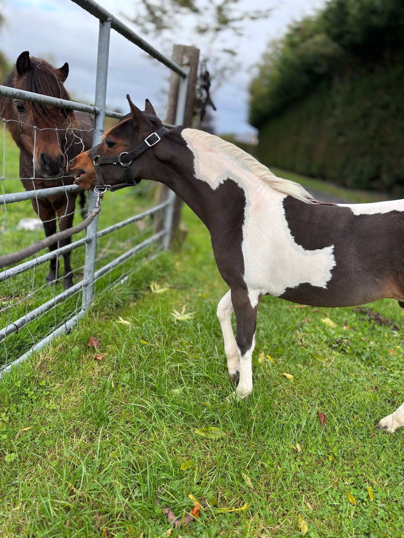 Horse gallery photo 5