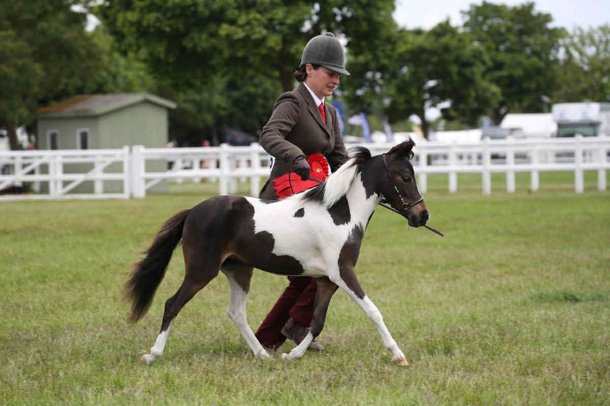 Horse gallery photo 5