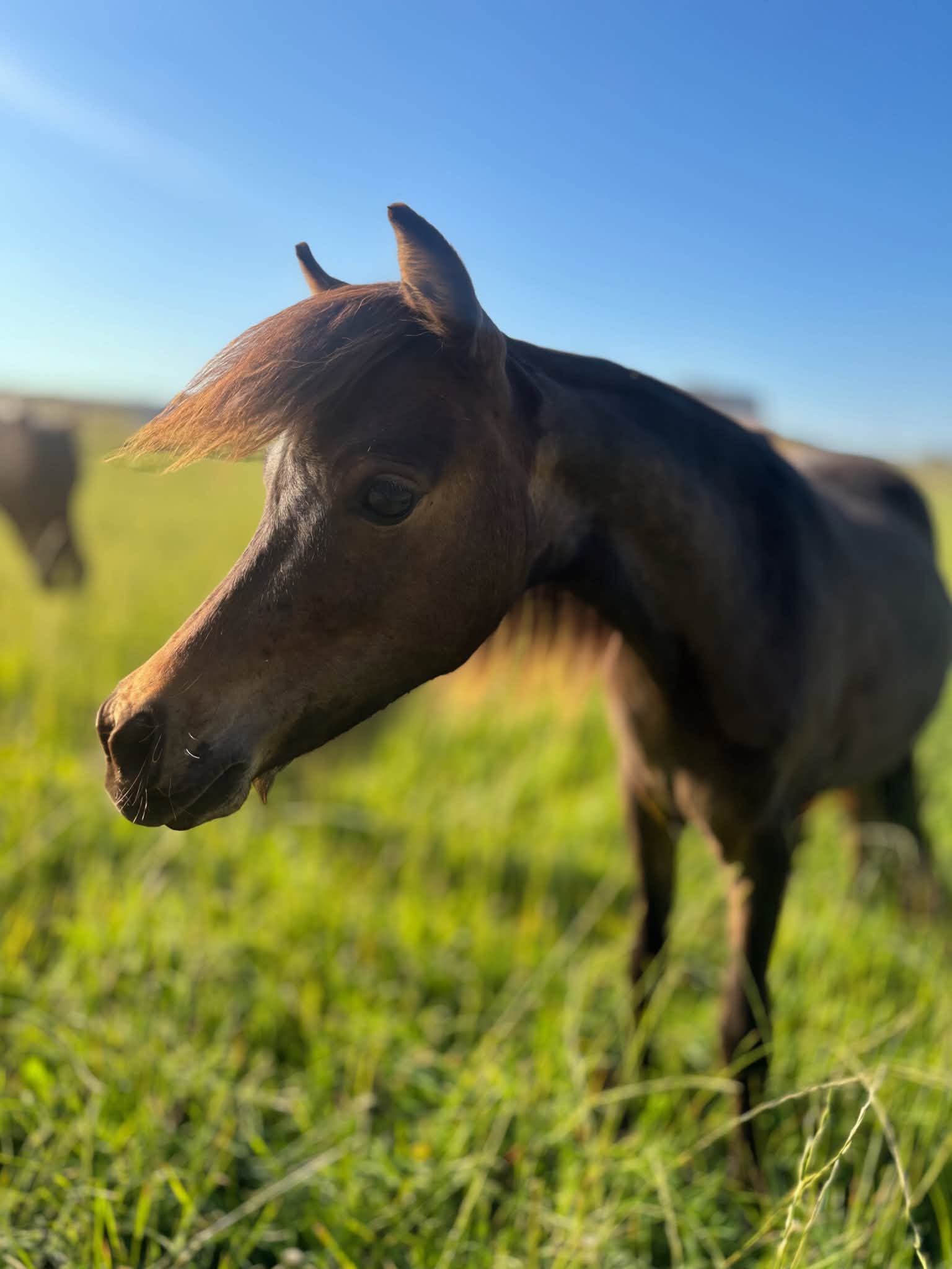 Horse gallery photo 3