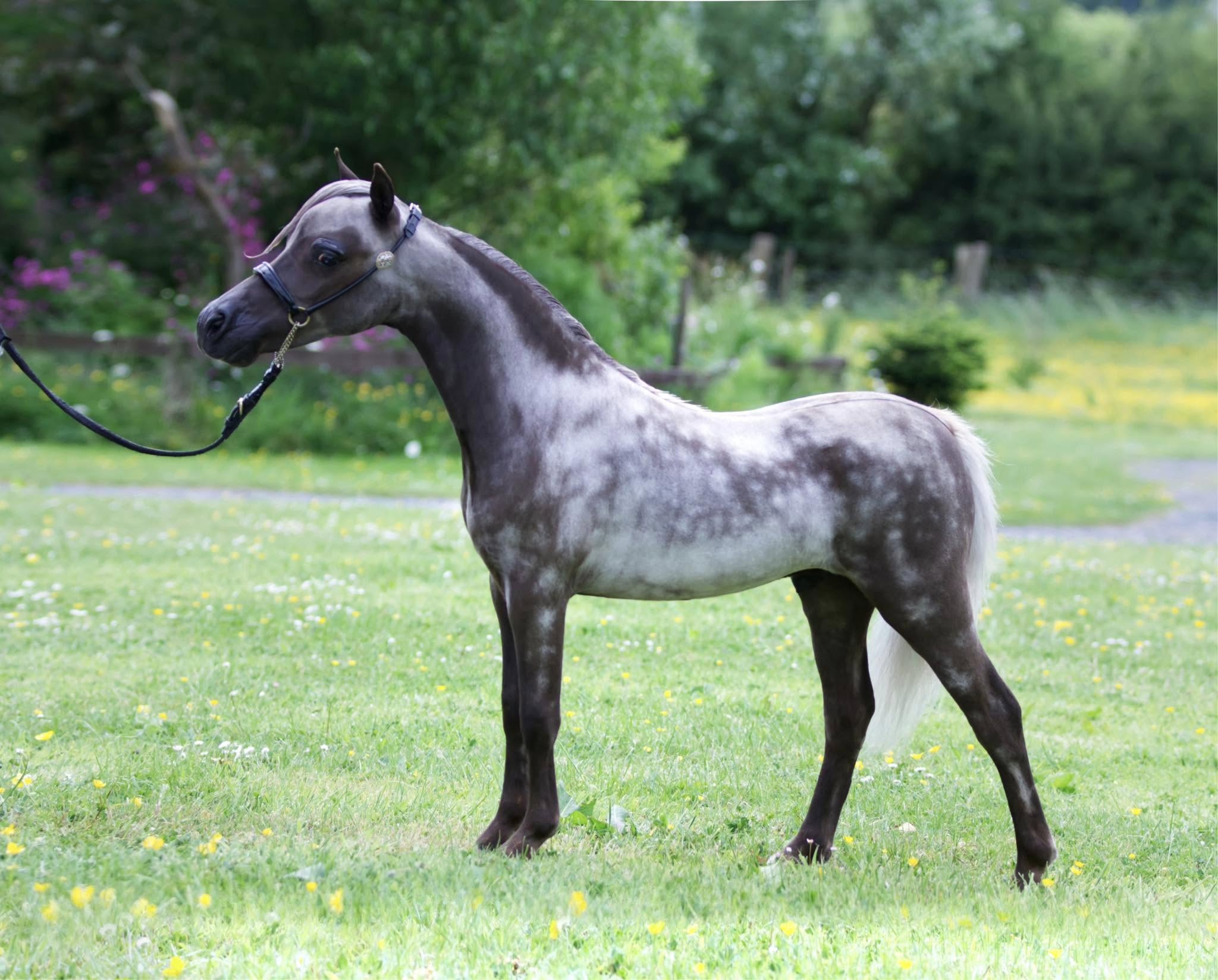 Horse gallery photo 13