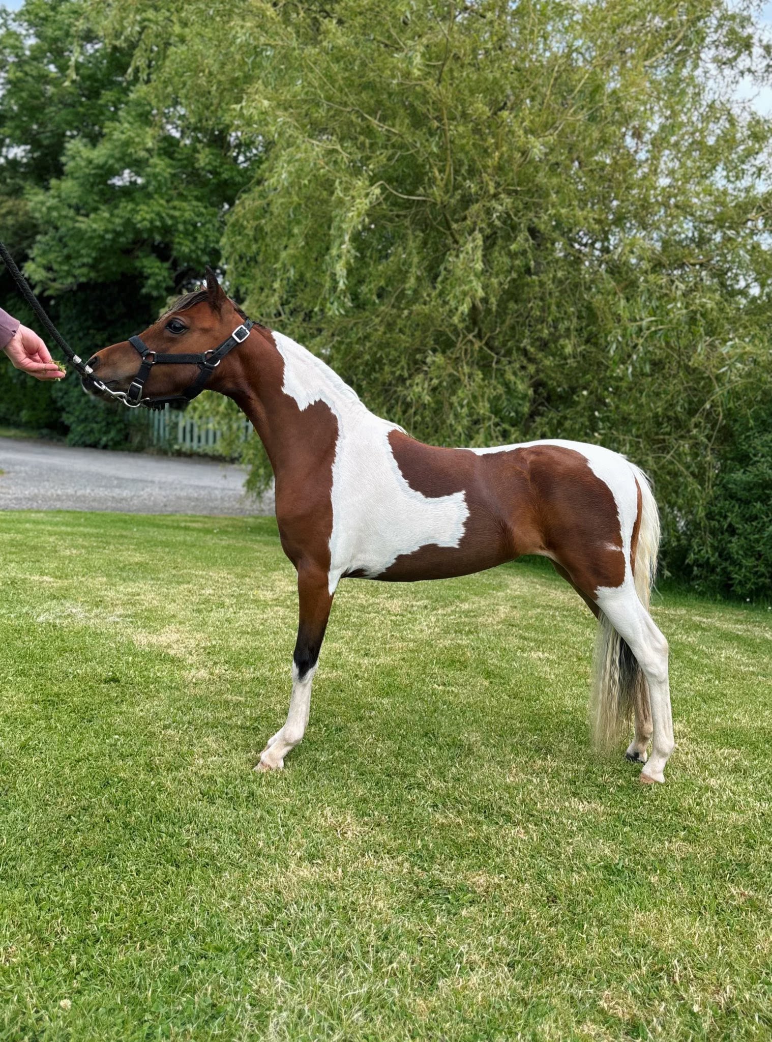 Horse gallery photo 6