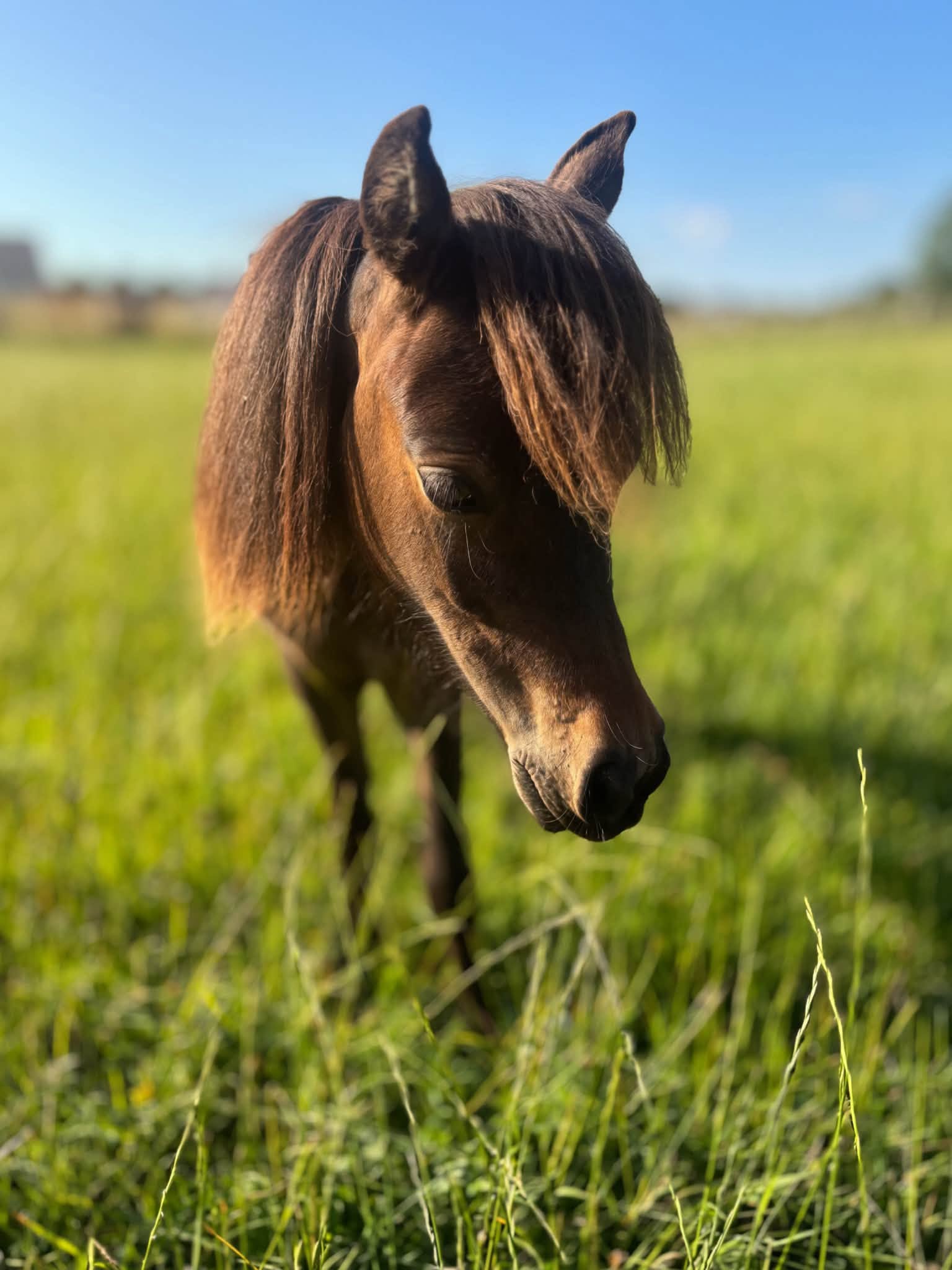 Horse gallery photo 4