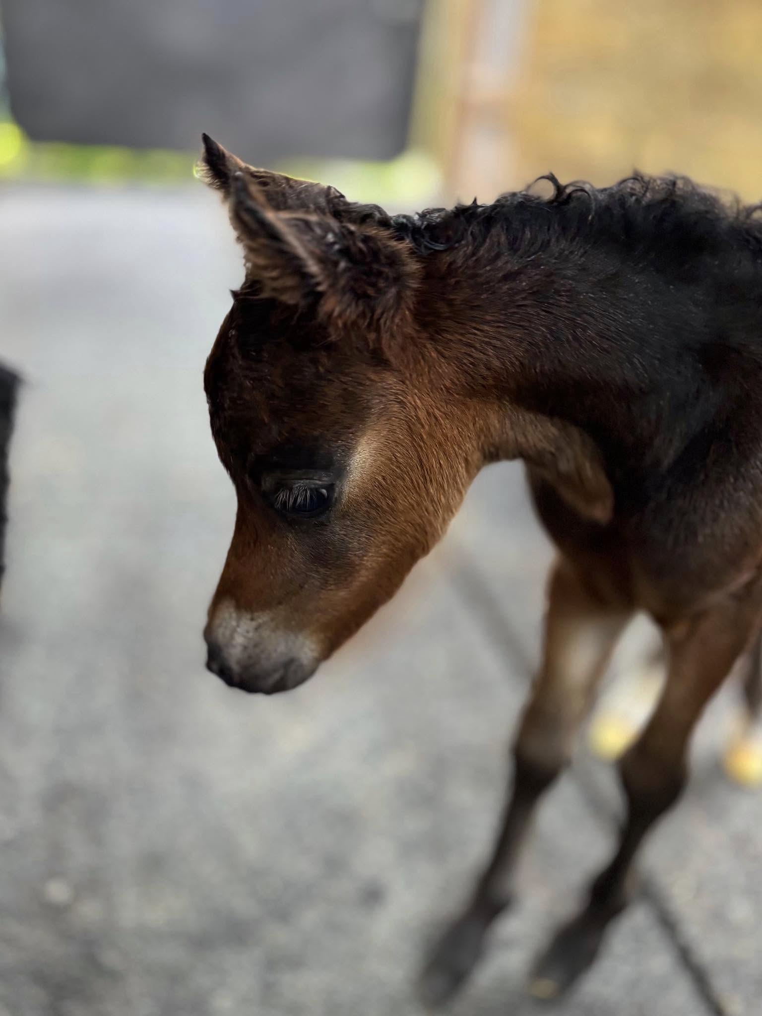 Horse gallery photo 4