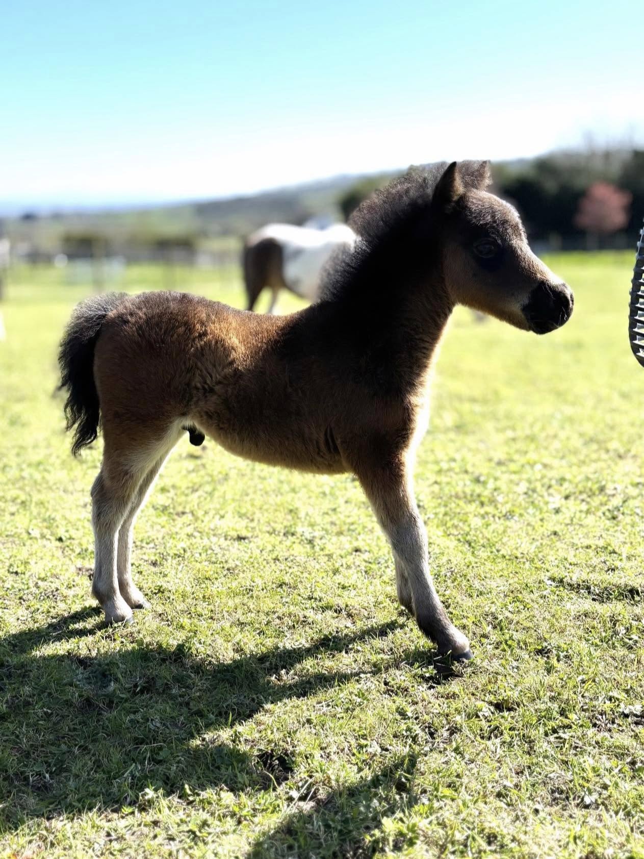 Horse gallery photo 3