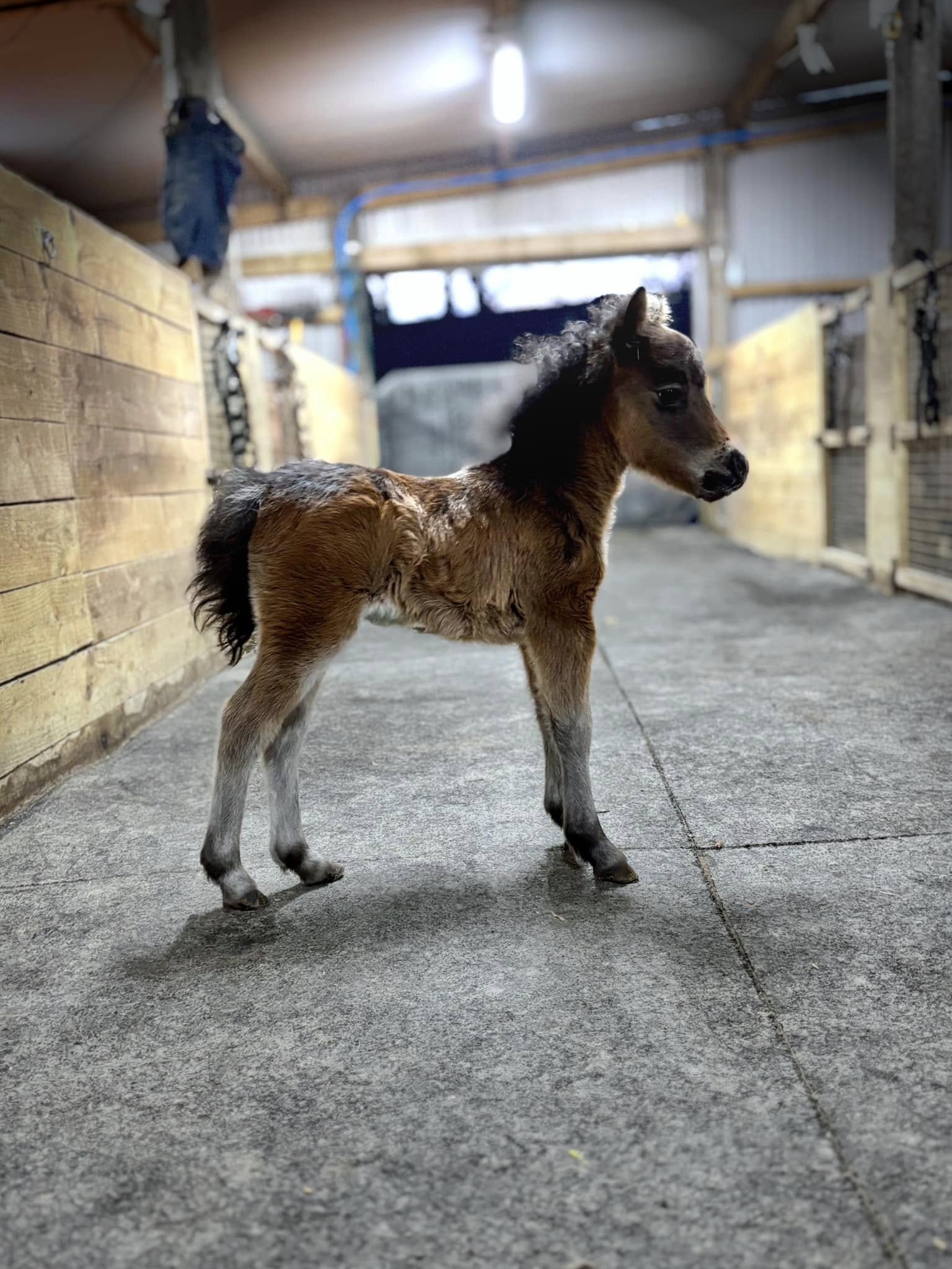 Horse gallery photo 4