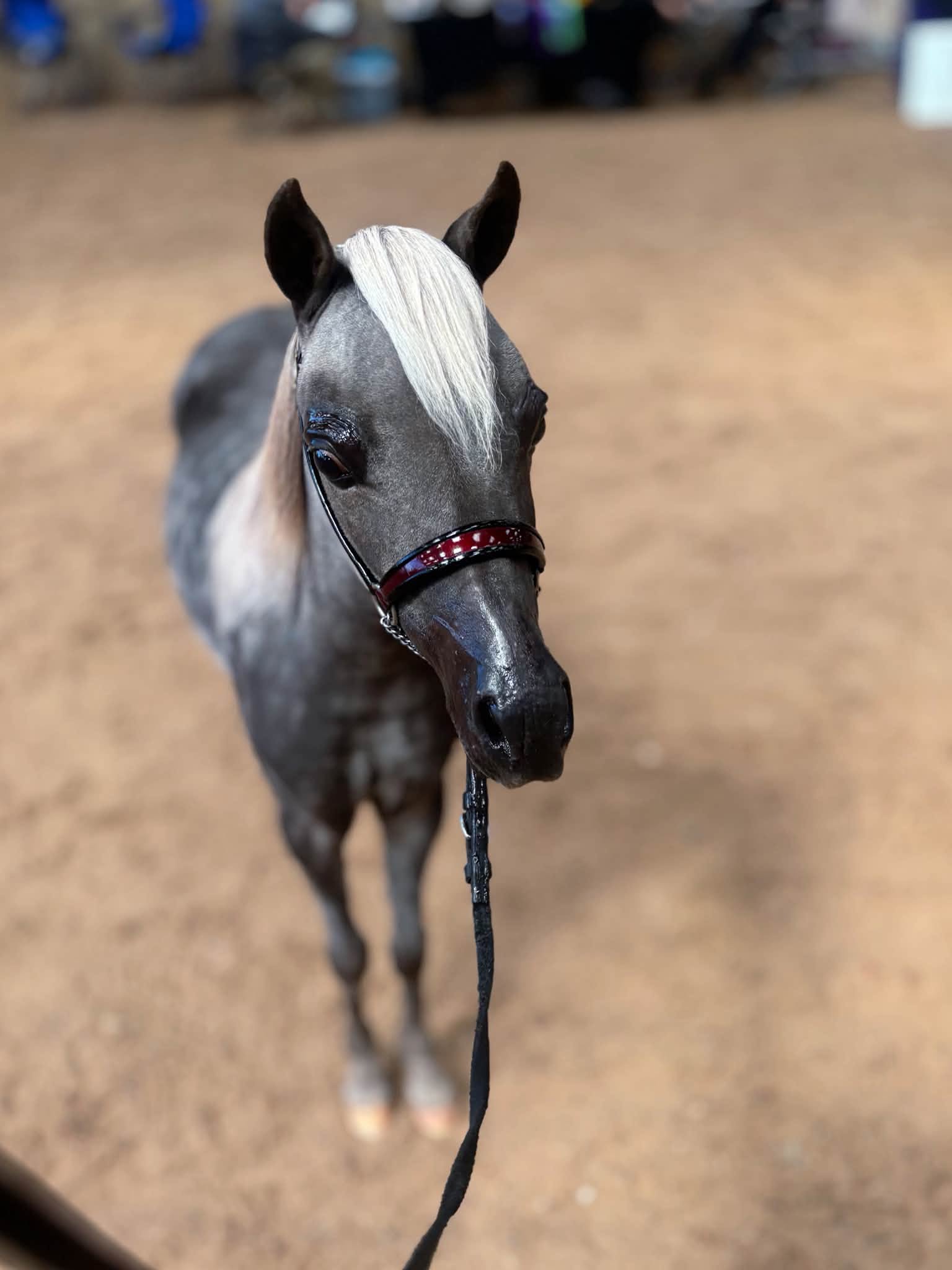 Horse gallery photo 7