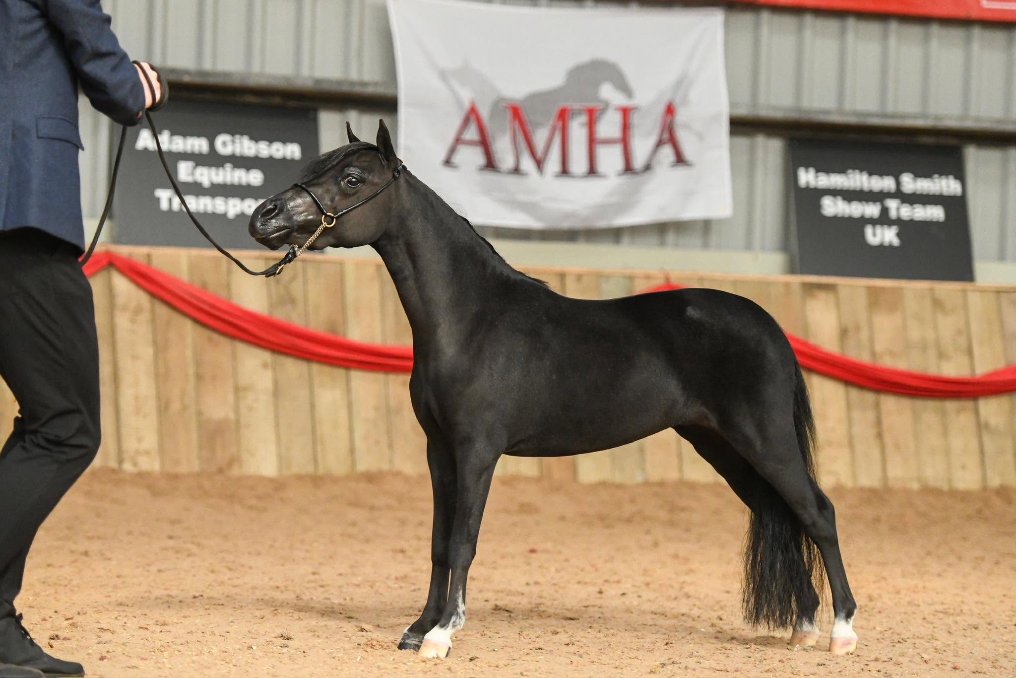 Horse gallery photo 5