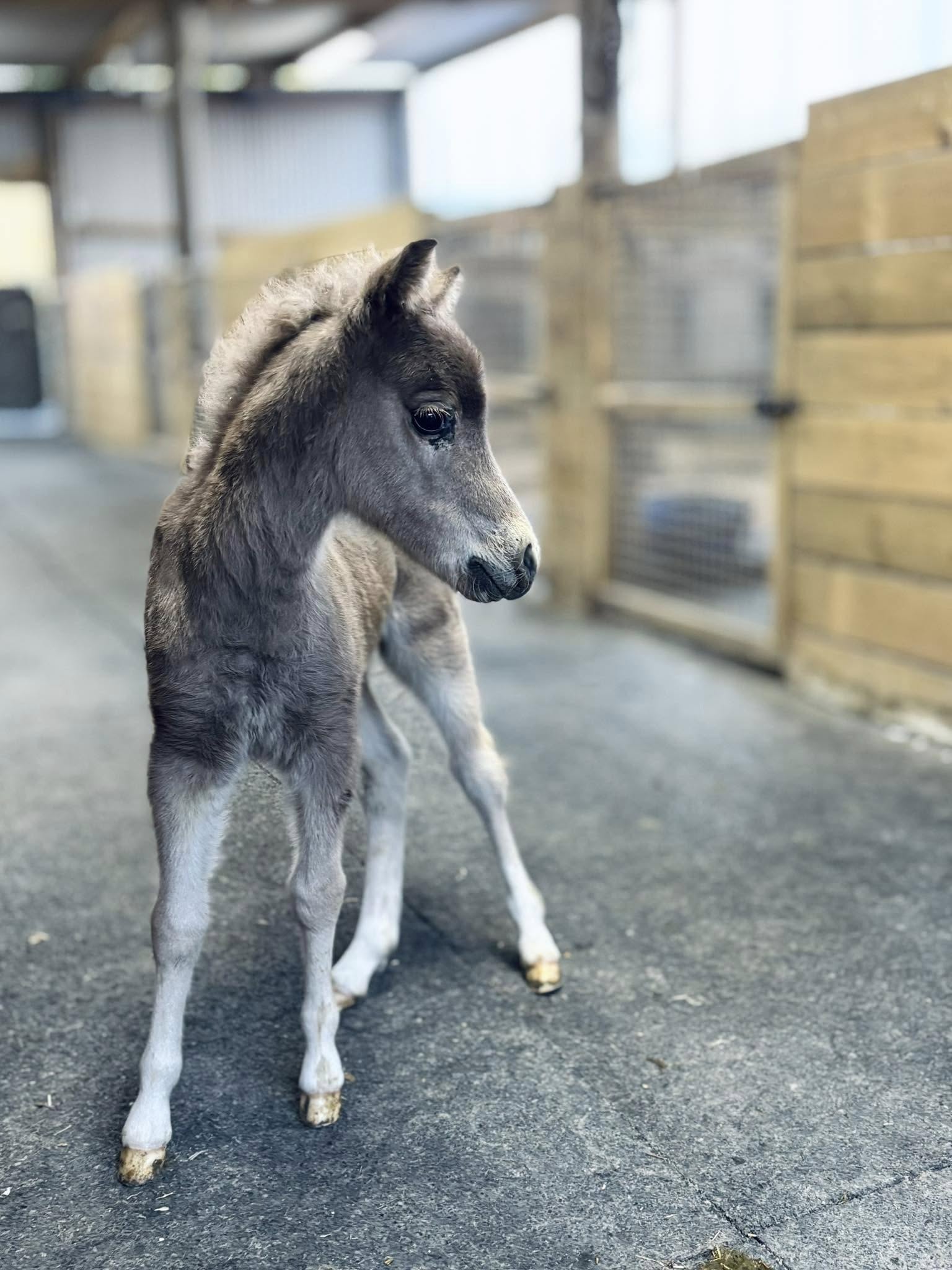 Horse gallery photo 8
