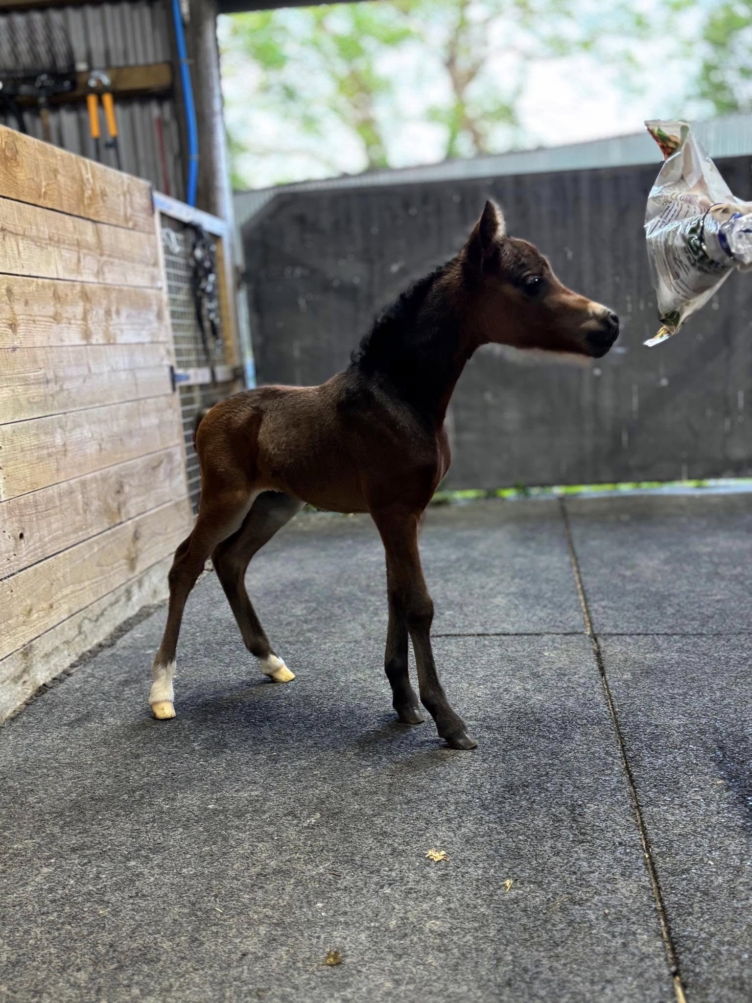 Horse gallery photo 5