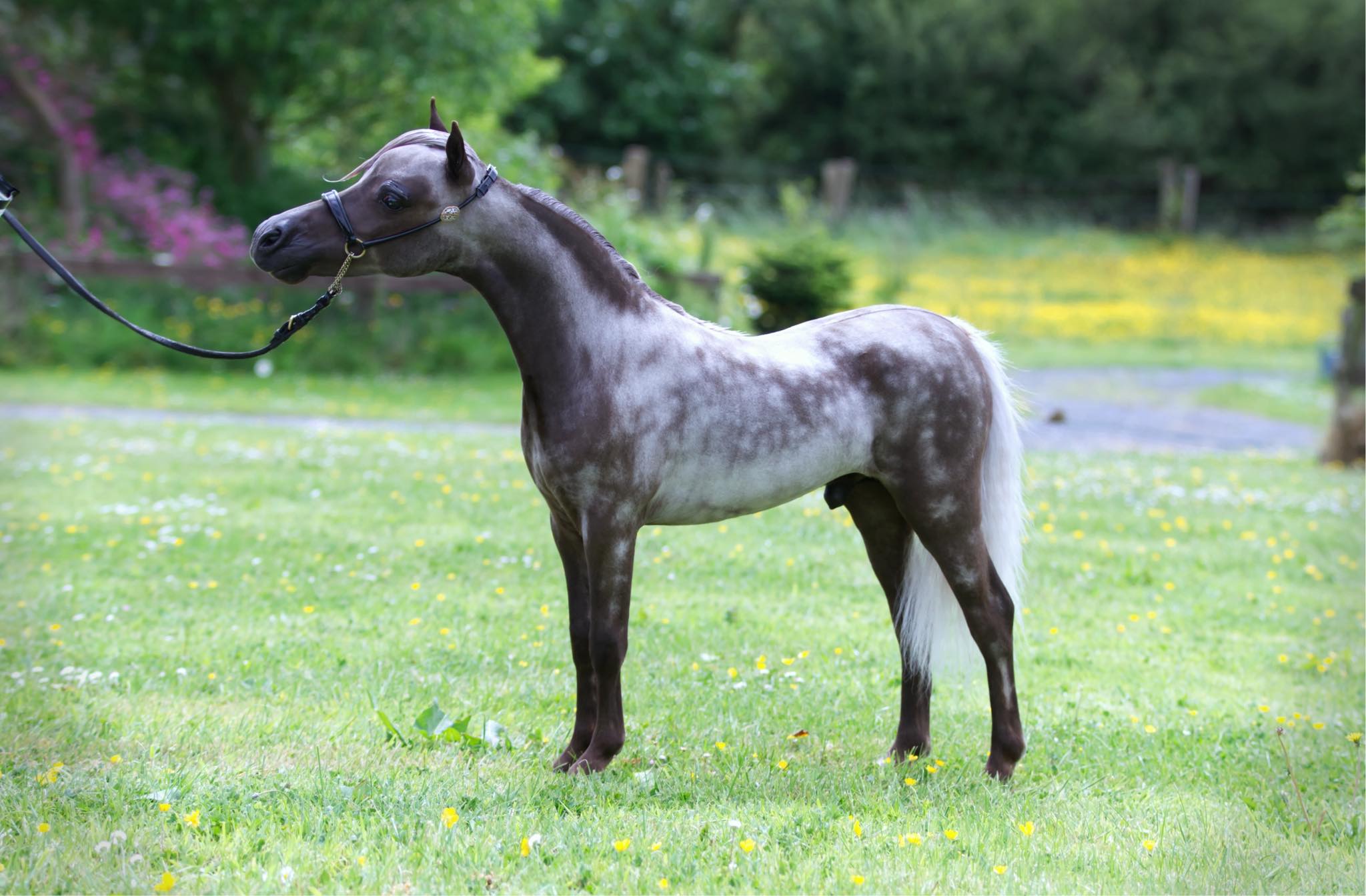 Horse gallery photo 15