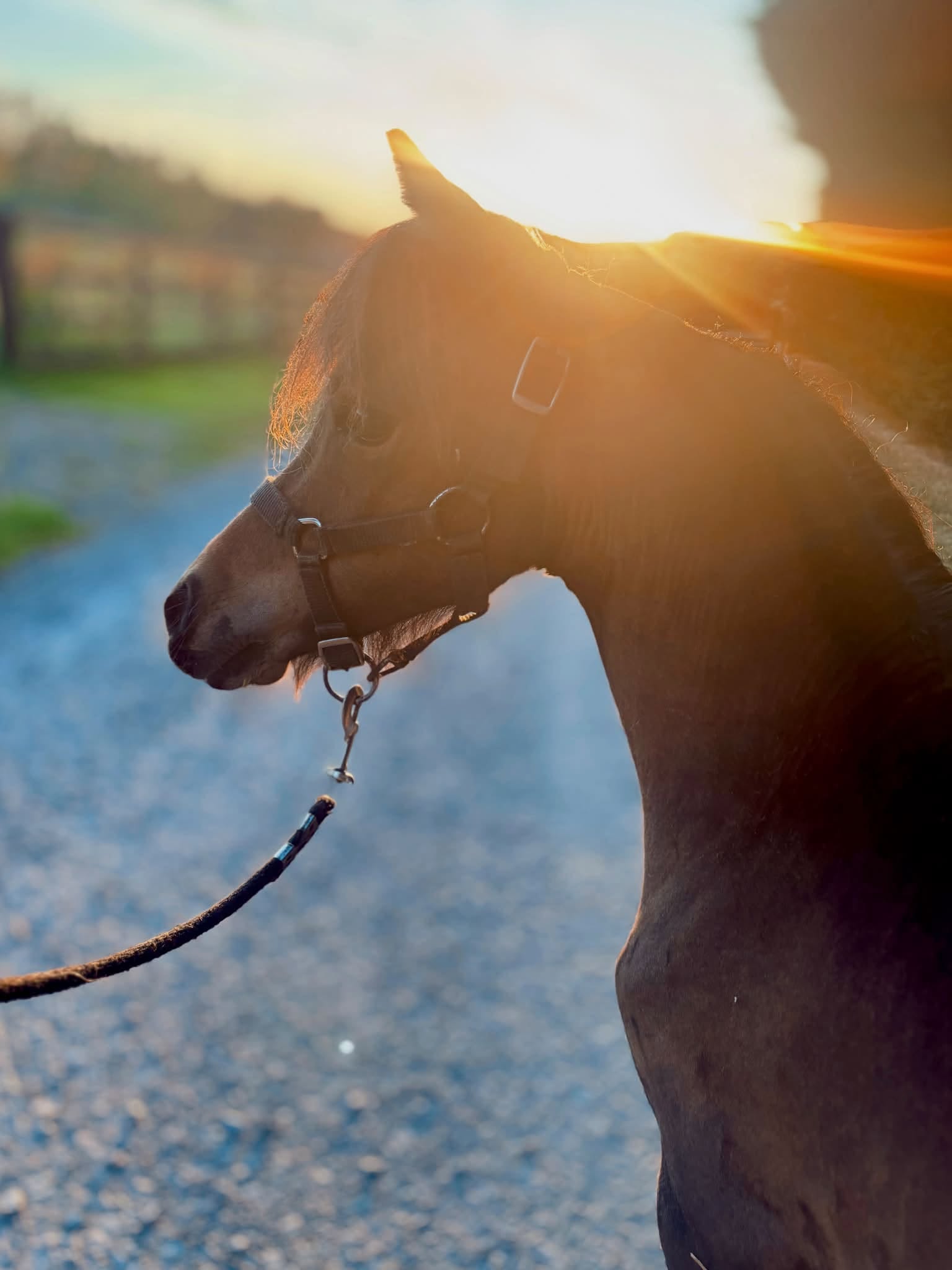 Horse gallery photo 6