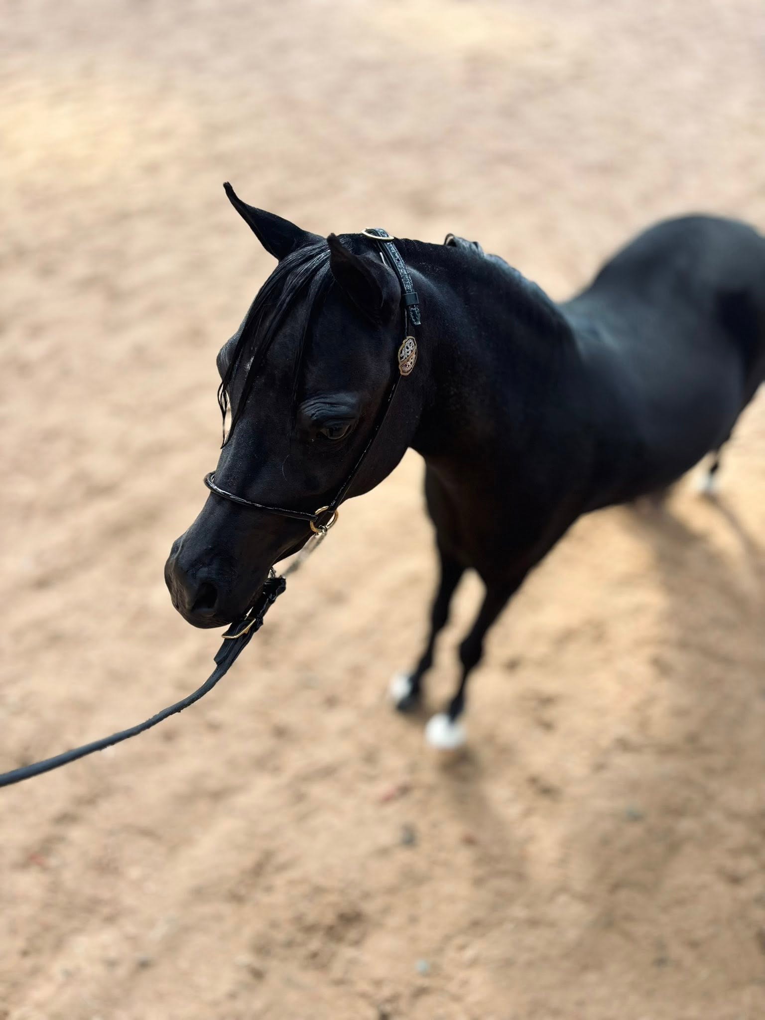 Horse gallery photo 6