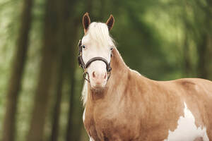 Horse gallery photo 1