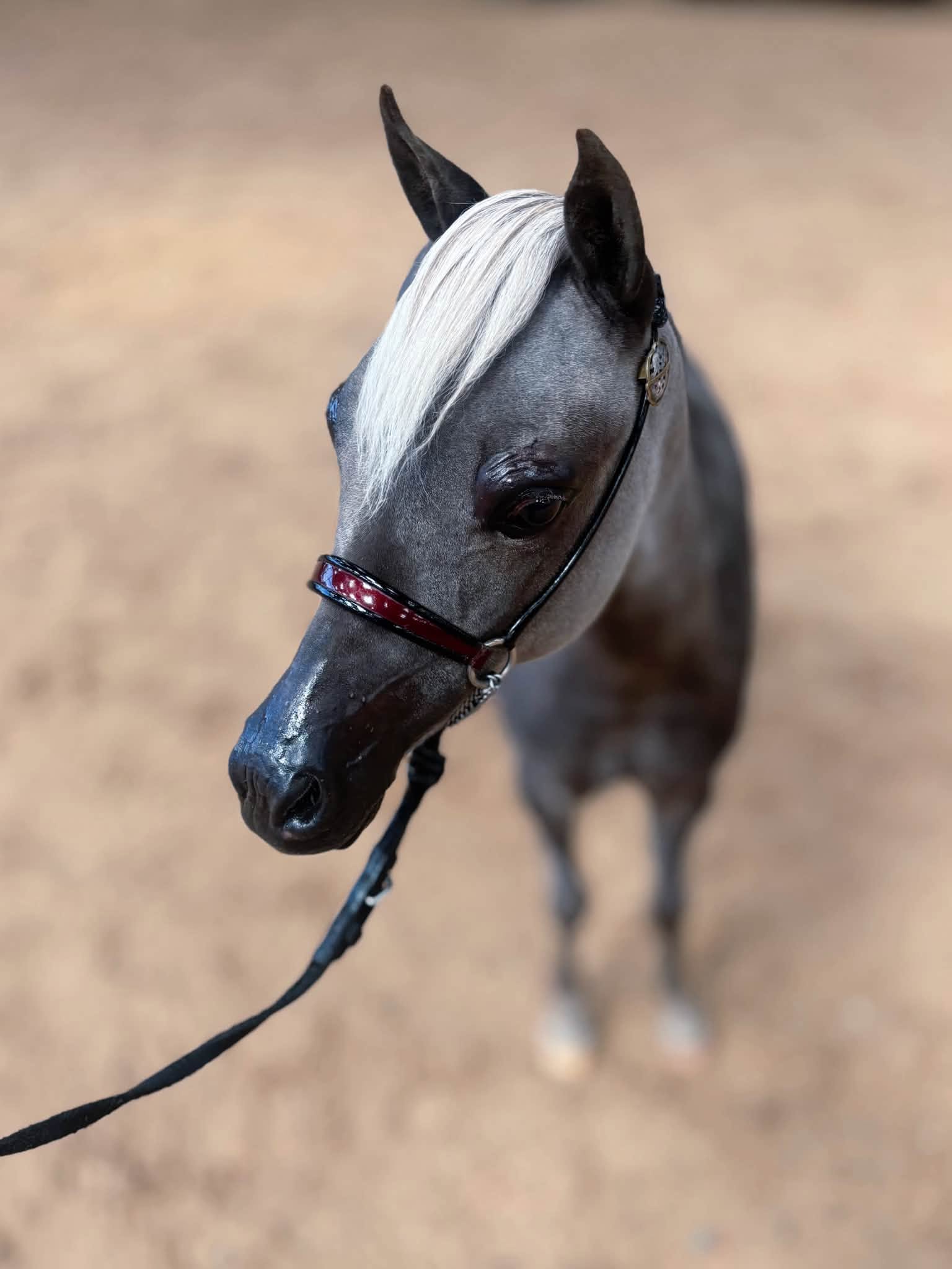 Horse gallery photo 9