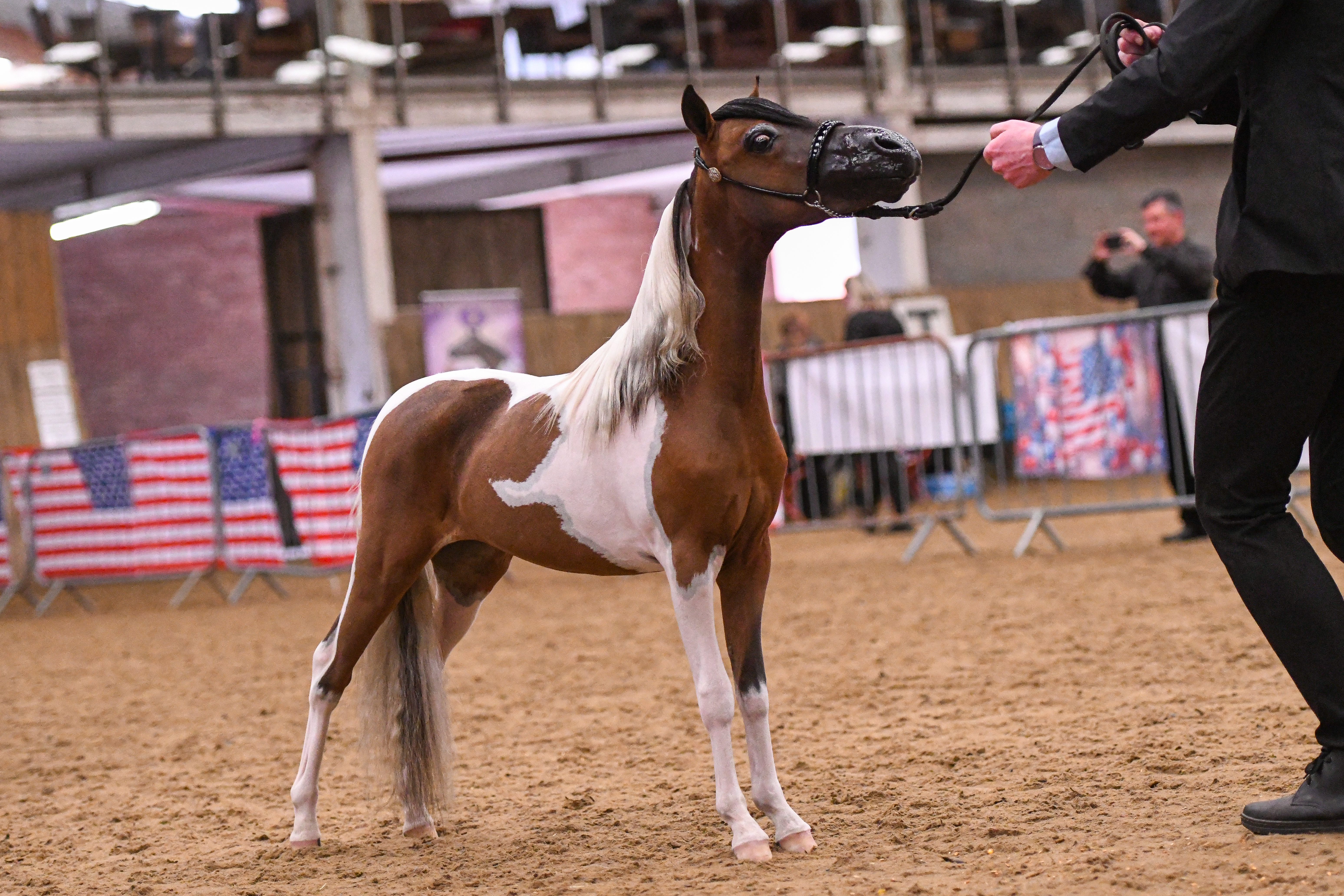 Horse gallery photo 7