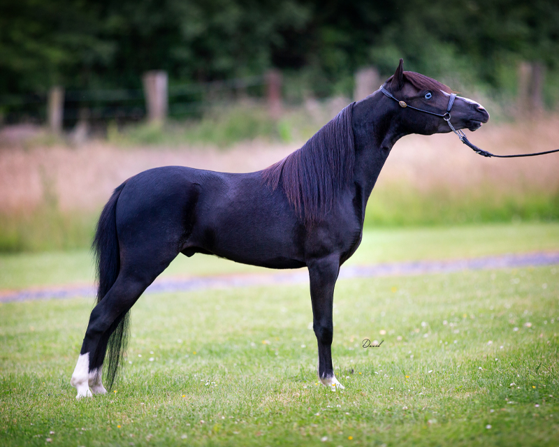 Little Vally Roadmaster Sir Lancelot