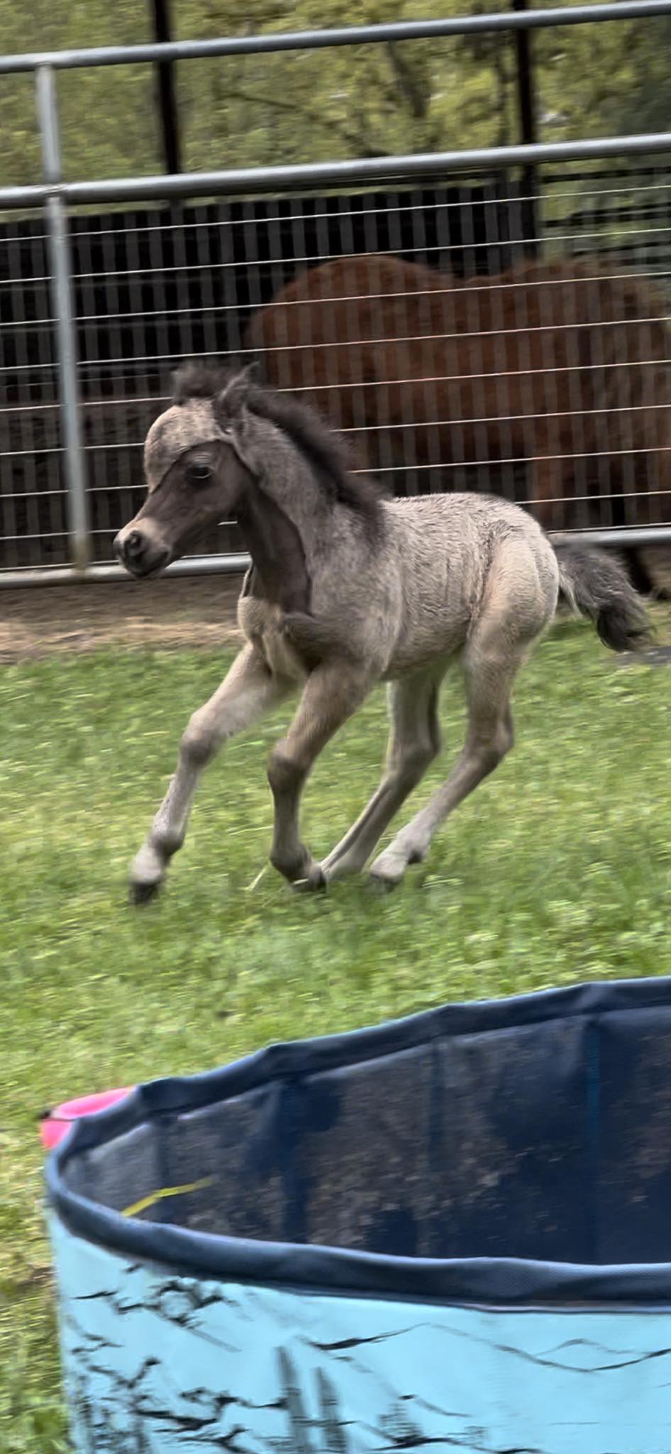 Horse gallery photo 10