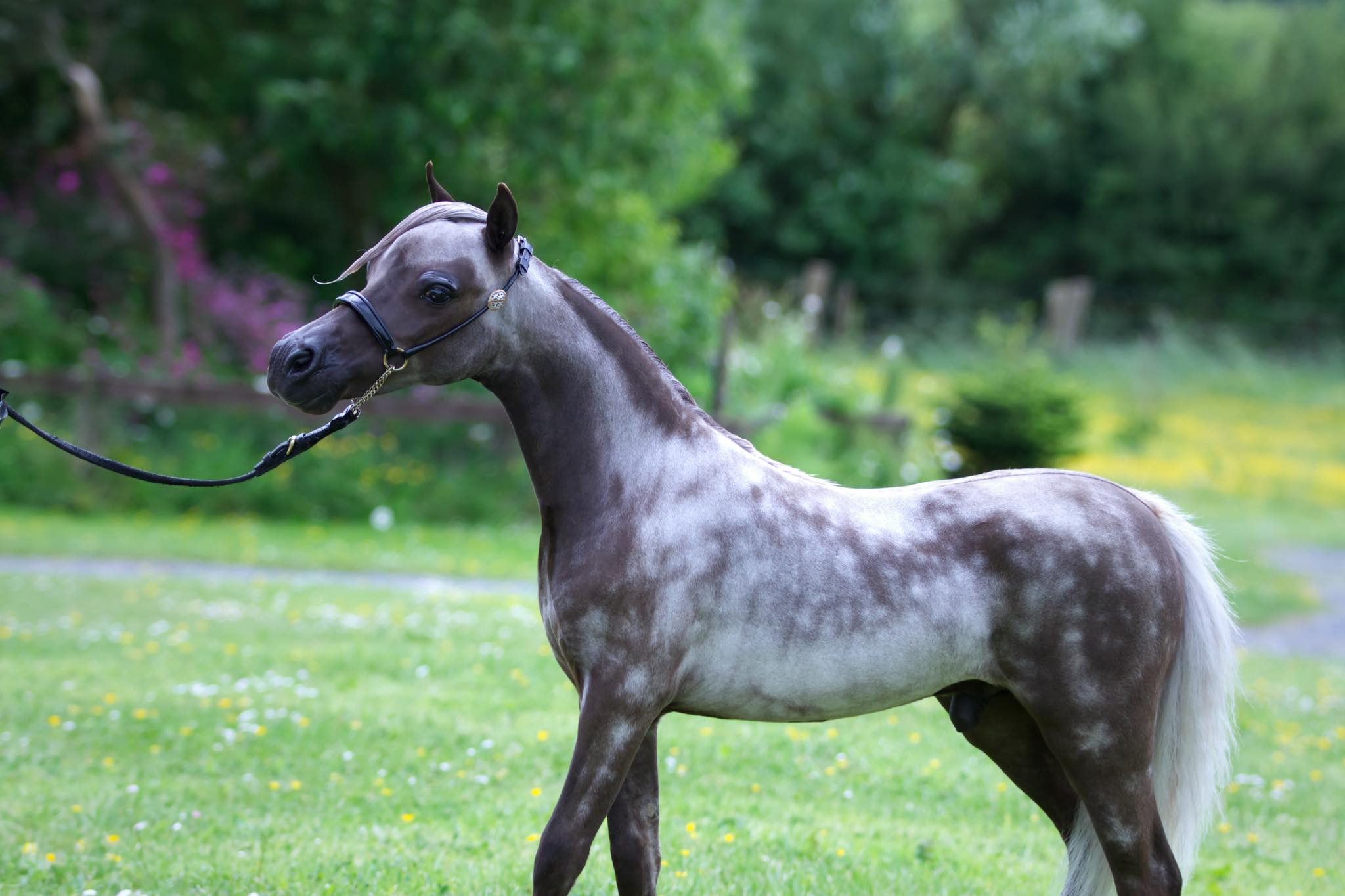 Horse gallery photo 16