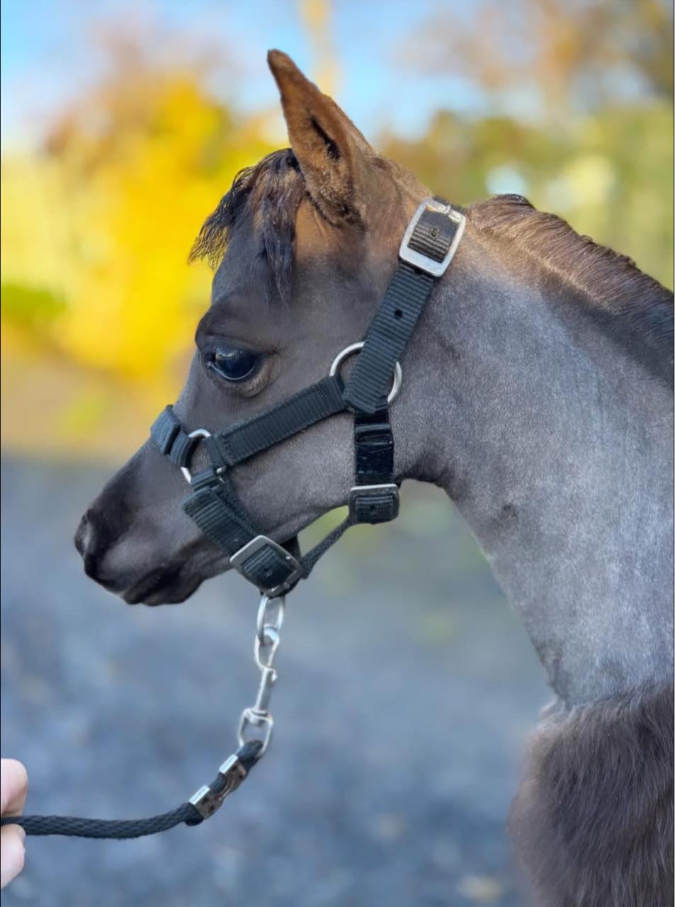 Horse gallery photo 4