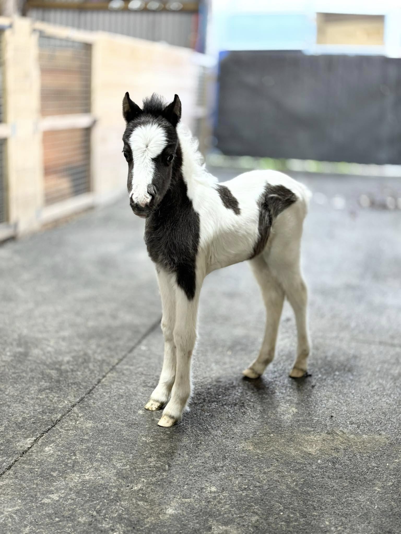 Horse gallery photo 4