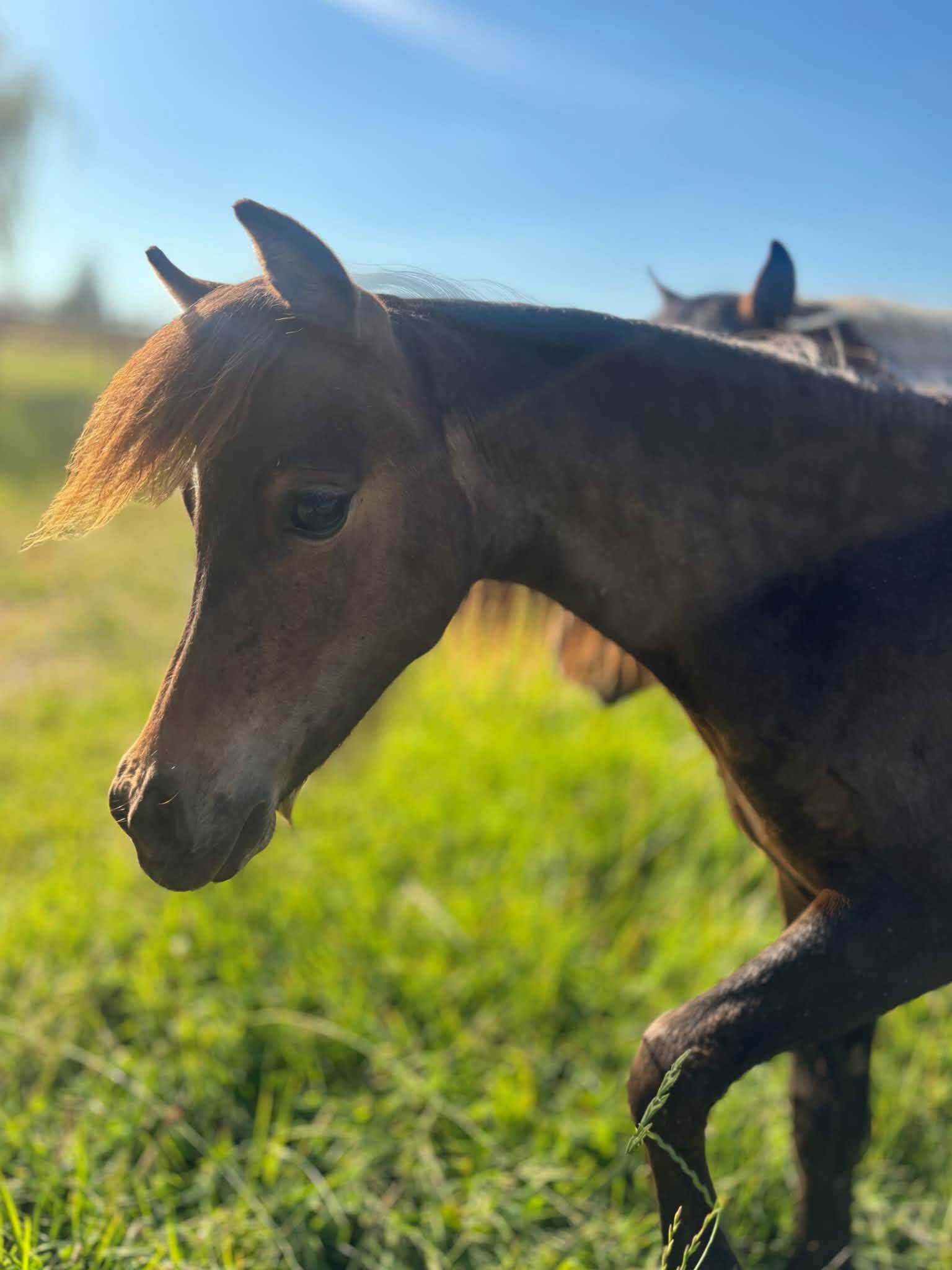 Horse gallery photo 7