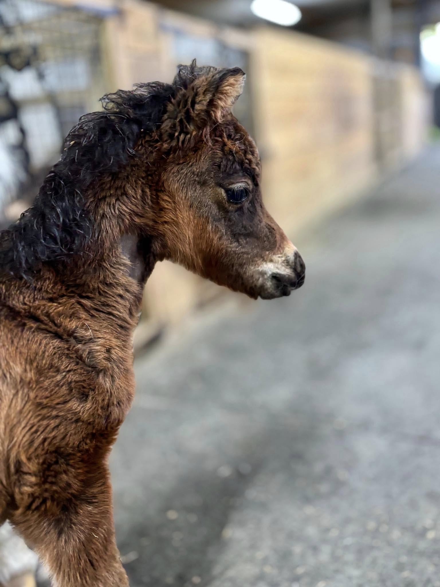 Horse gallery photo 8