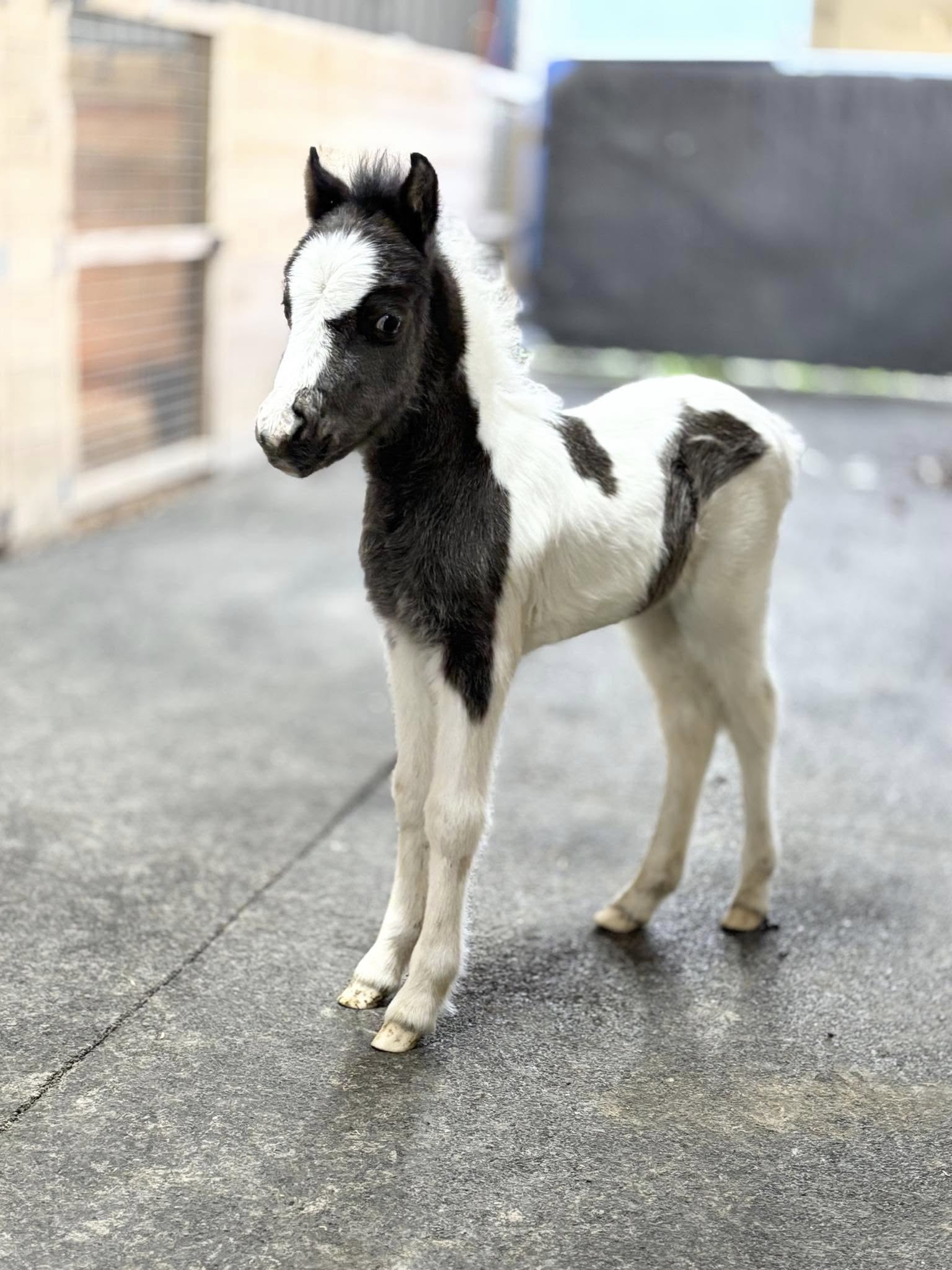 Horse gallery photo 5