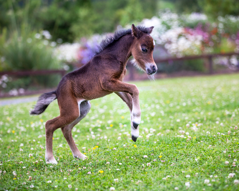 TLF Minx