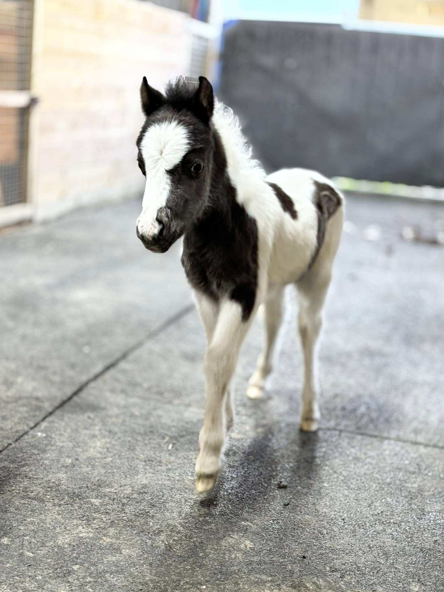 Horse gallery photo 7