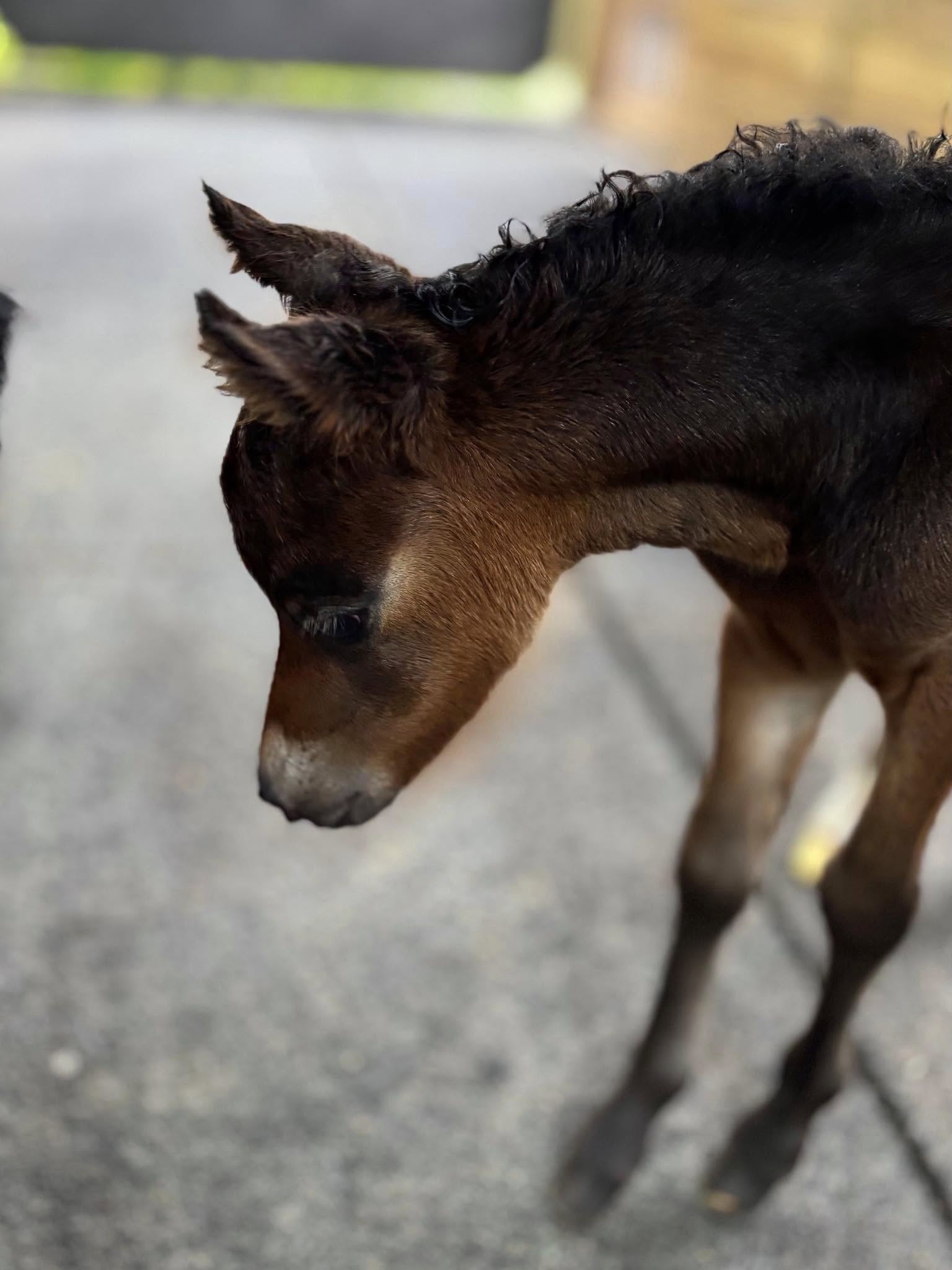 Horse gallery photo 7
