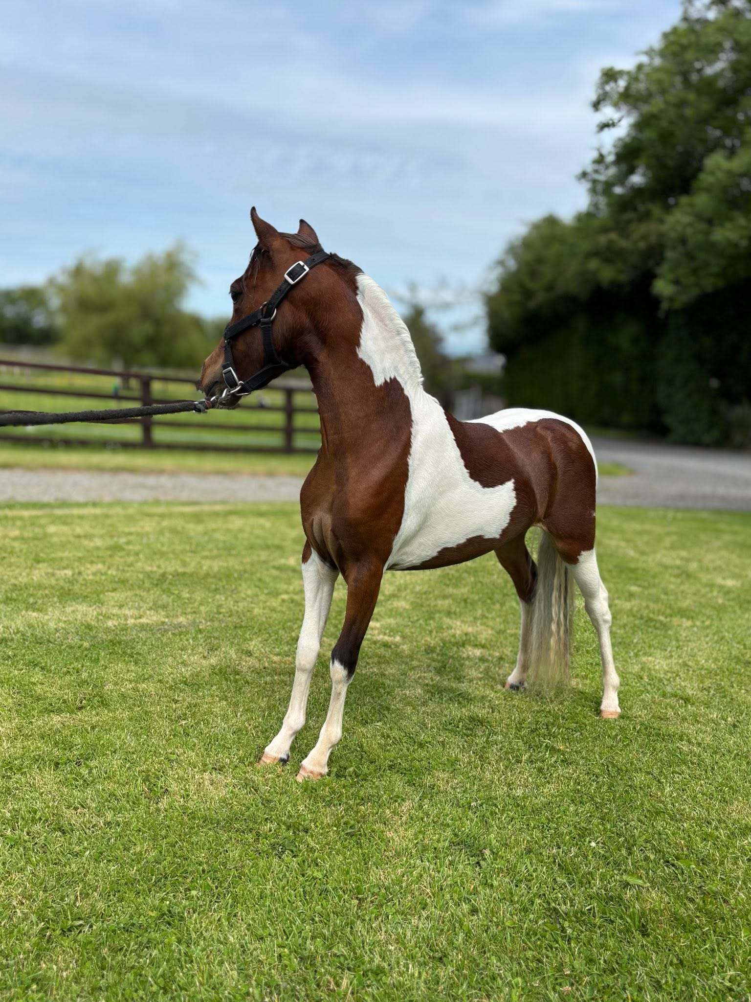 Horse gallery photo 8