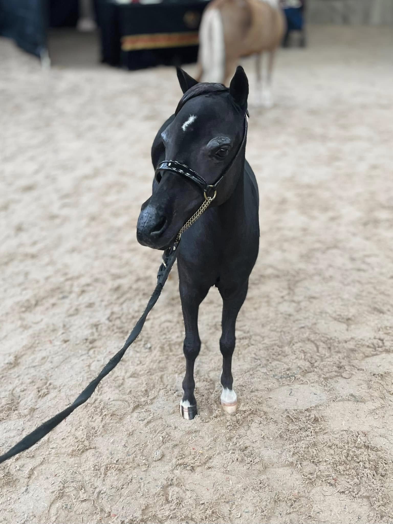 Horse gallery photo 8