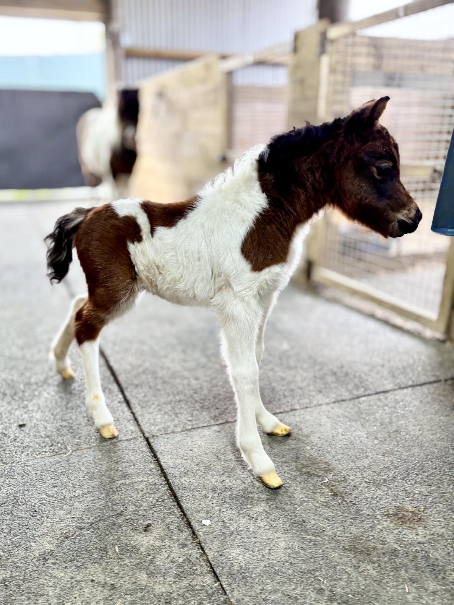 Horse gallery photo 4