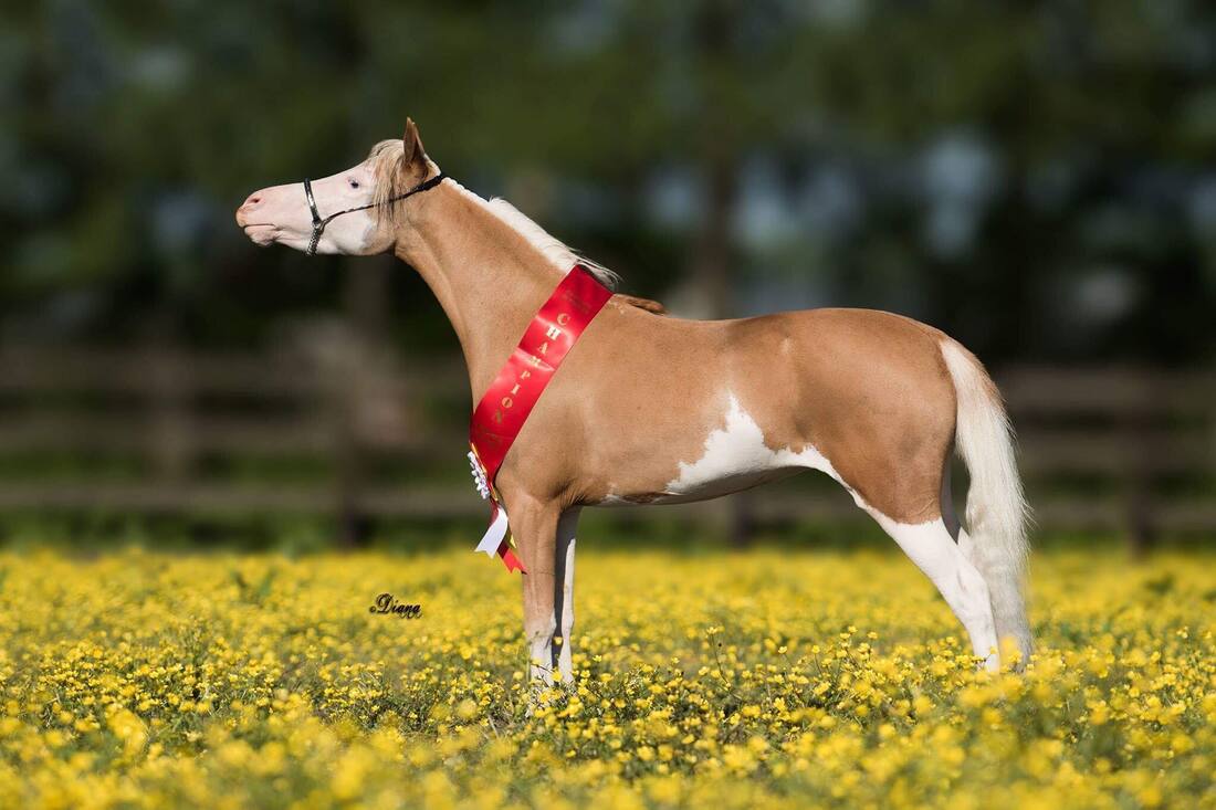 Horse gallery photo 2