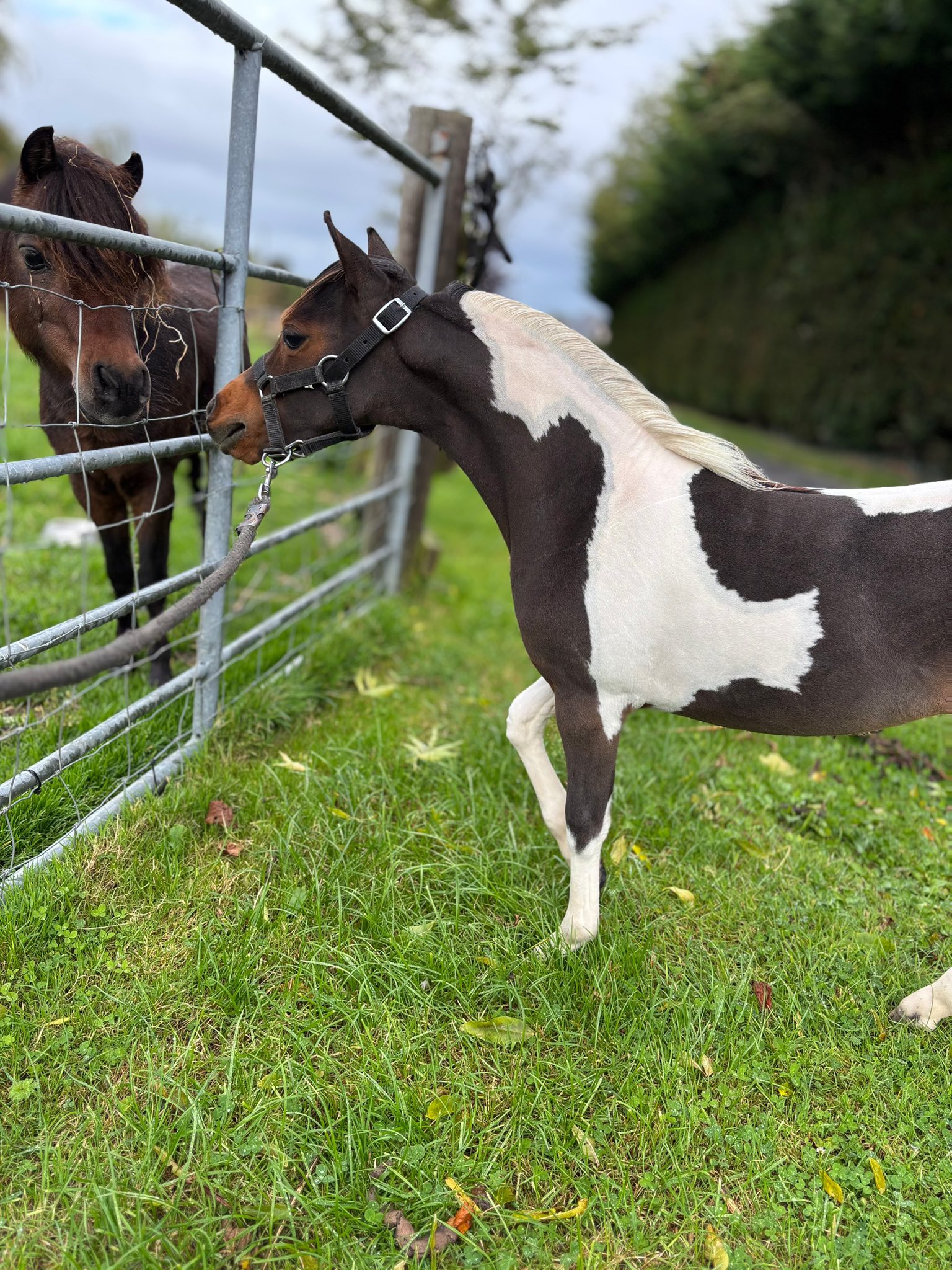 Horse gallery photo 10