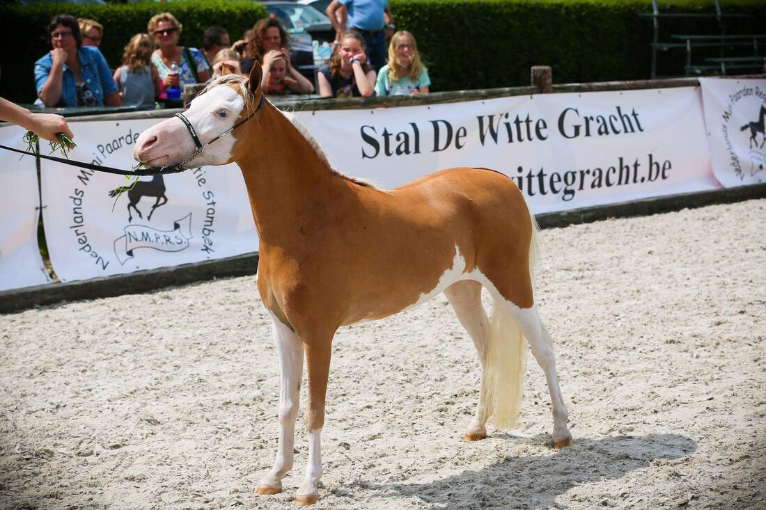 Horse gallery photo 3