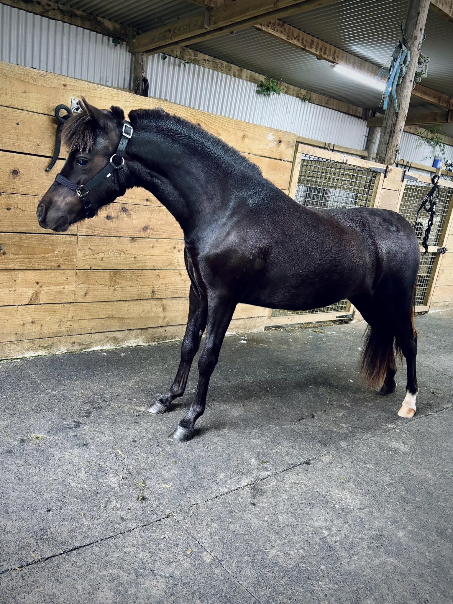 Horse gallery photo 3