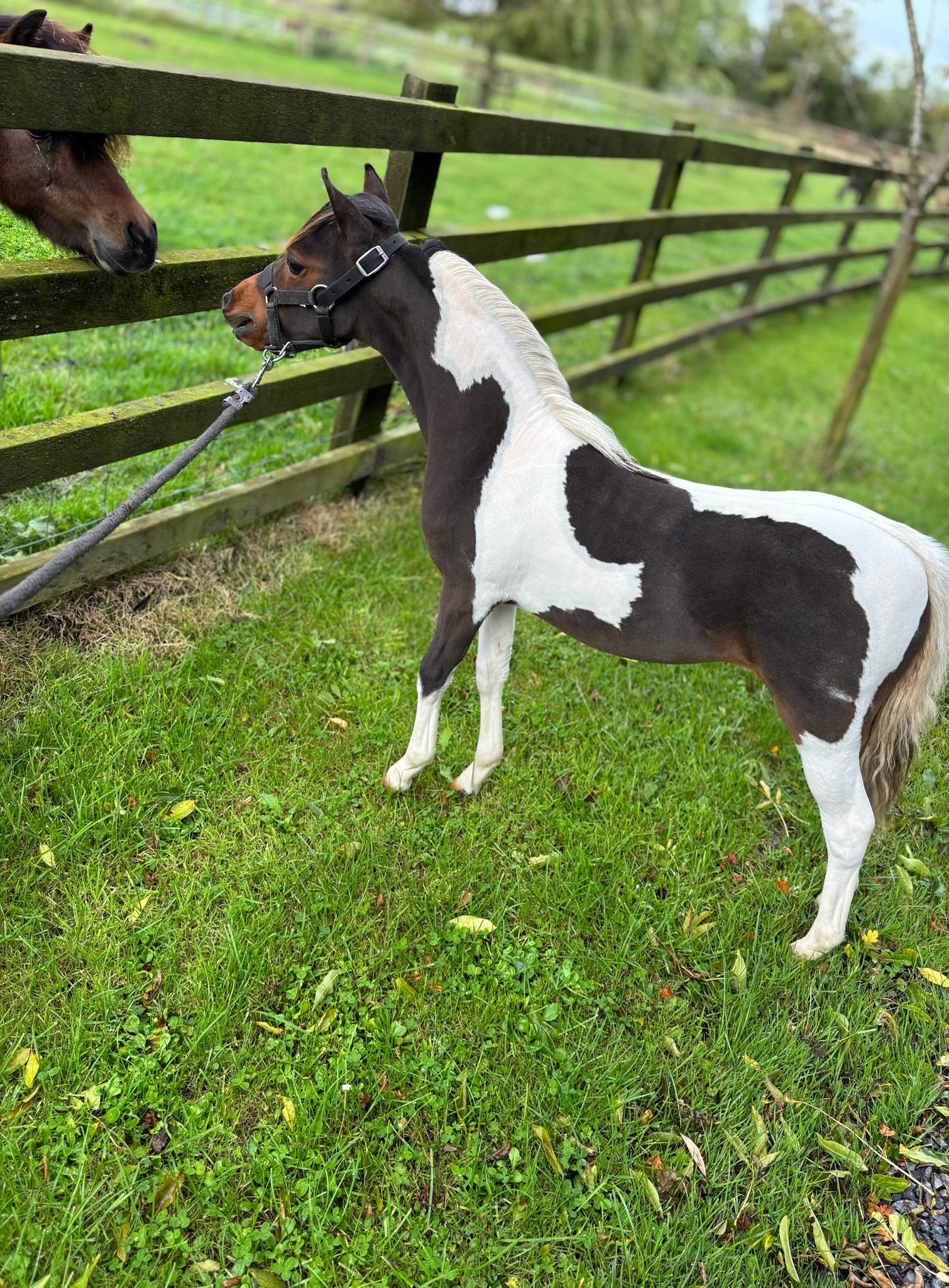 Horse gallery photo 11