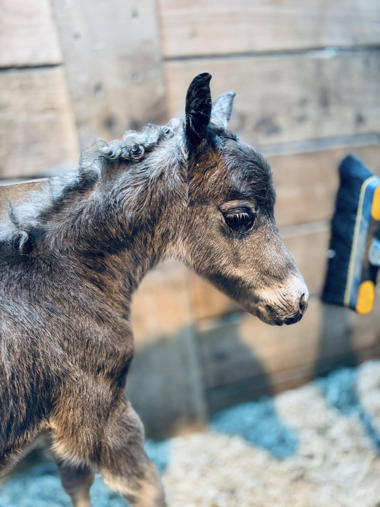 Horse gallery photo 10