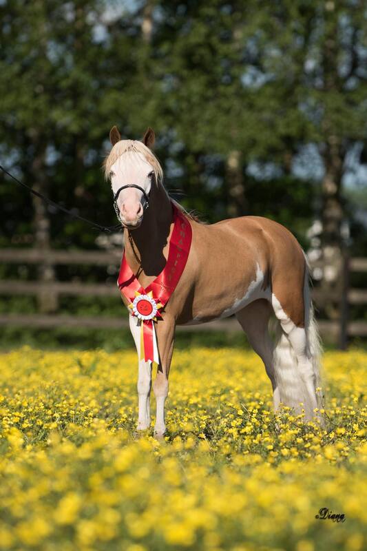 Horse gallery photo 4