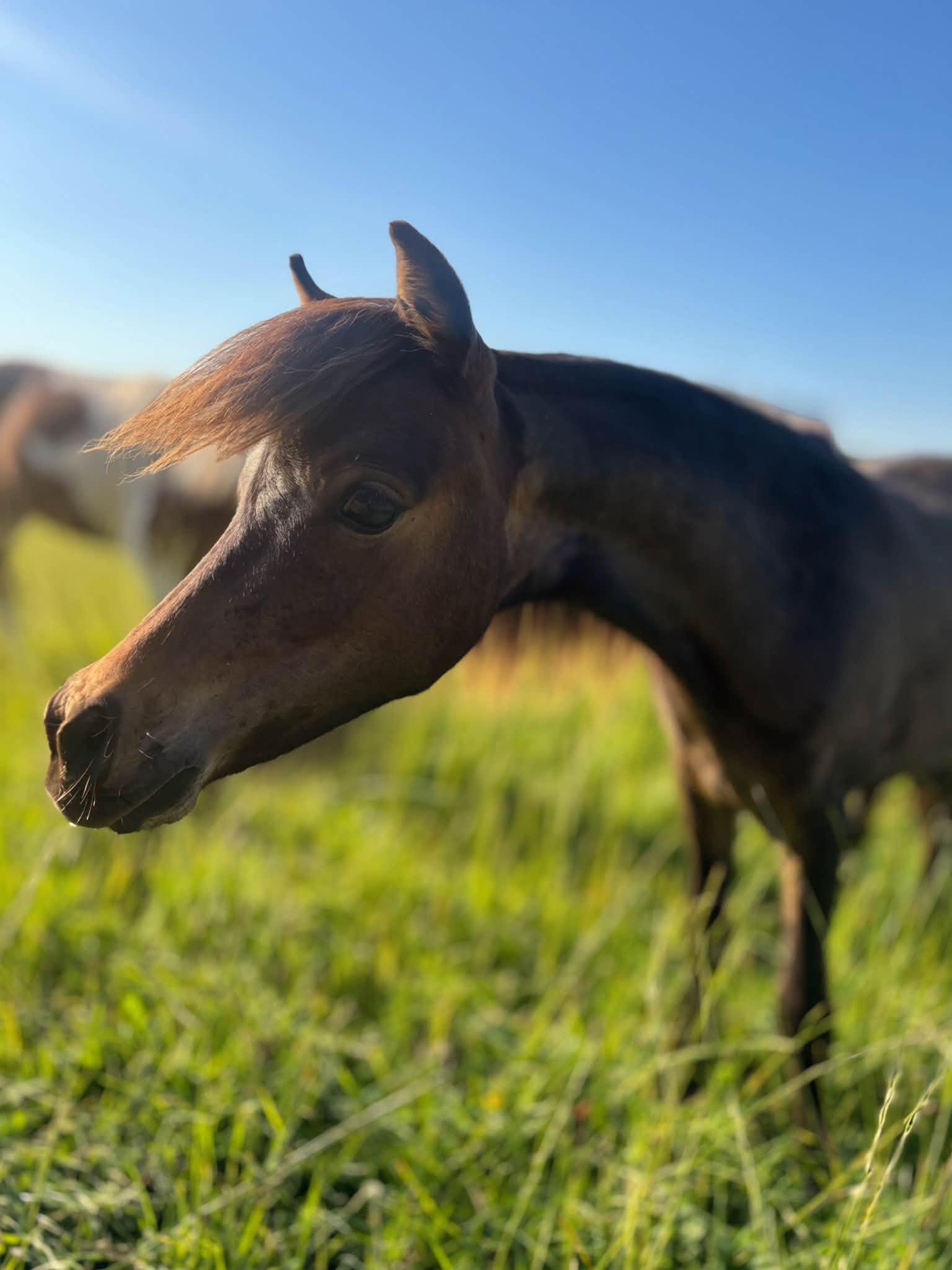 Horse gallery photo 9
