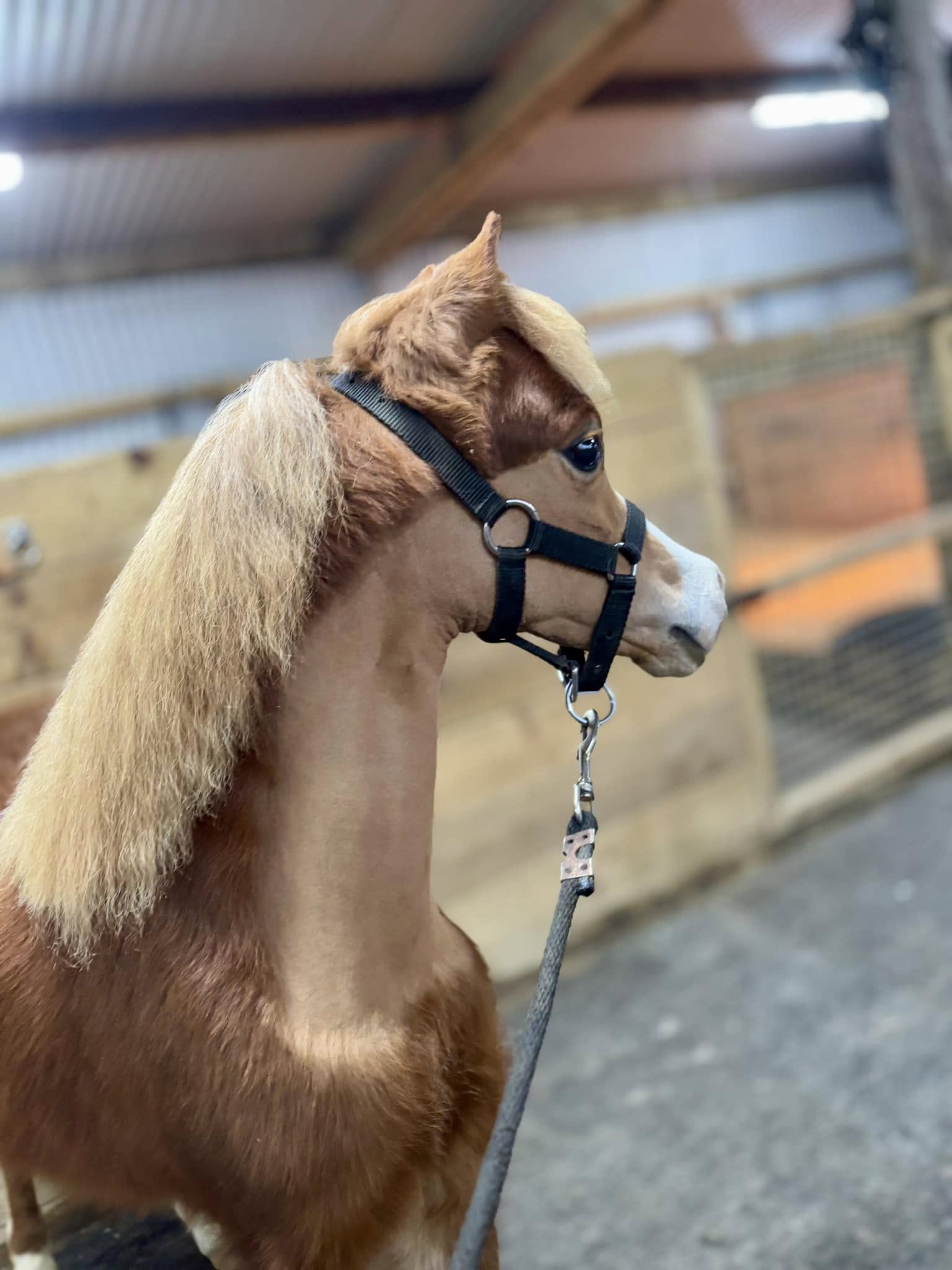 Horse gallery photo 3