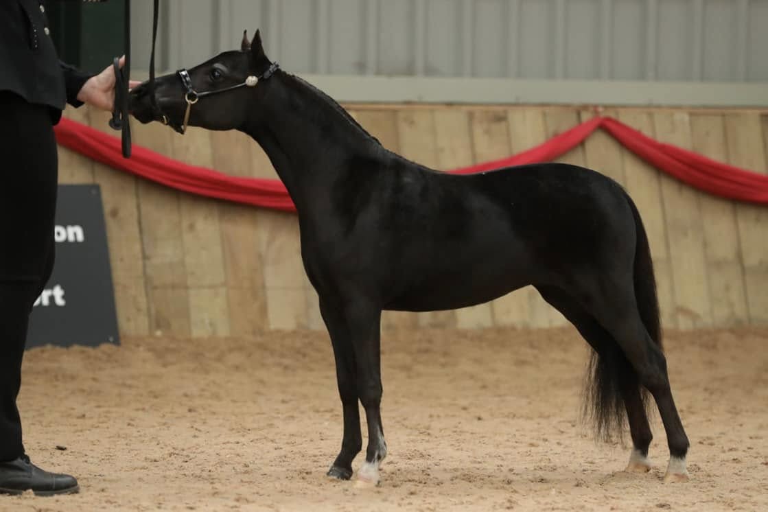 Horse gallery photo 9