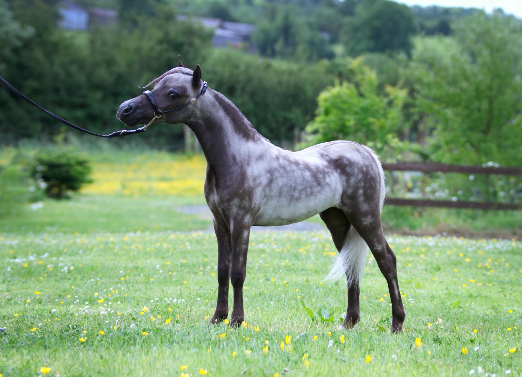 Horse gallery photo 19