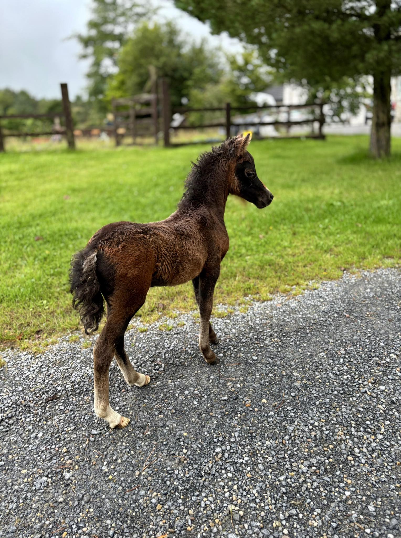 Horse gallery photo 8